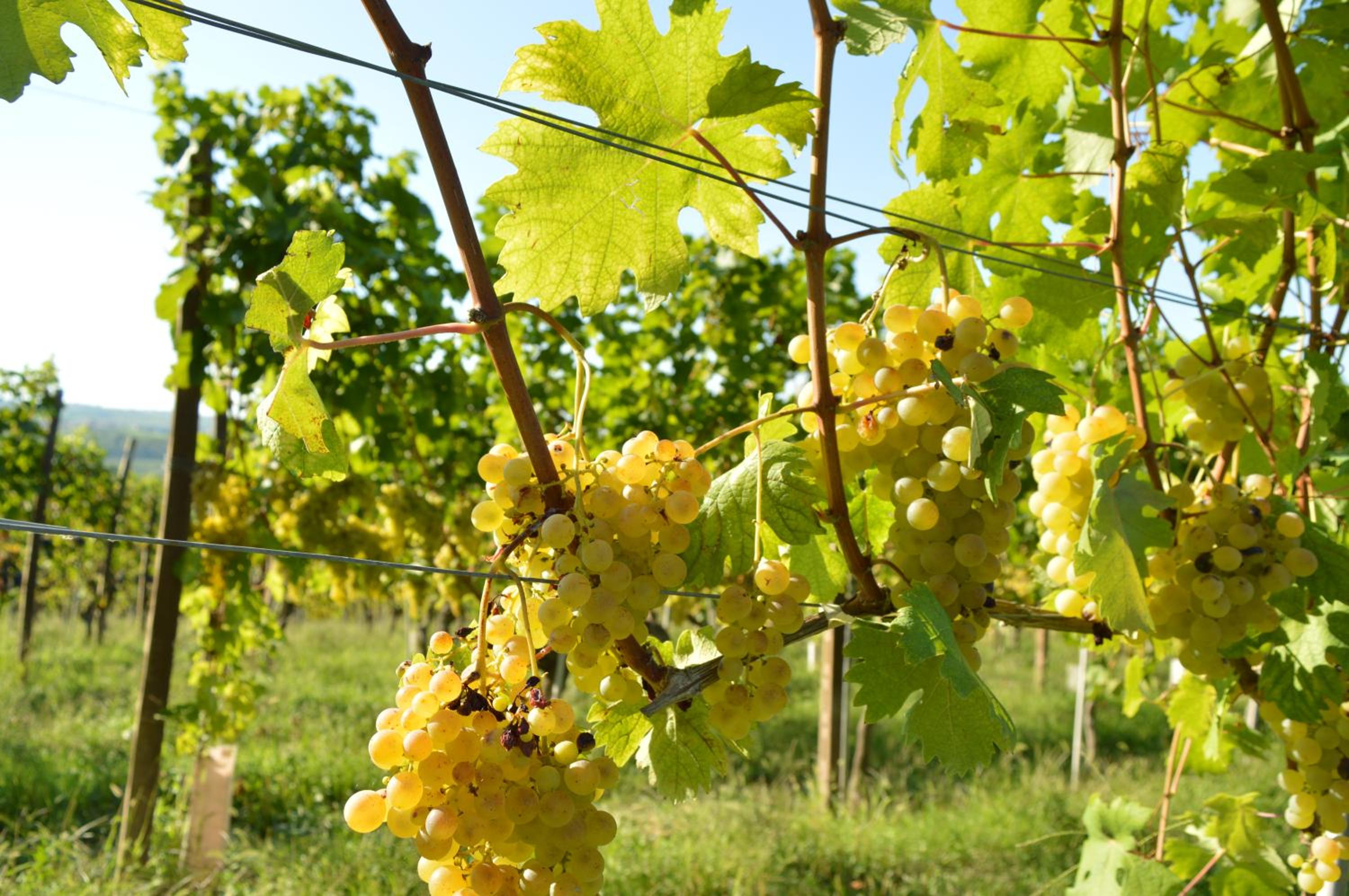 Bed & Tours Dimora di campagna