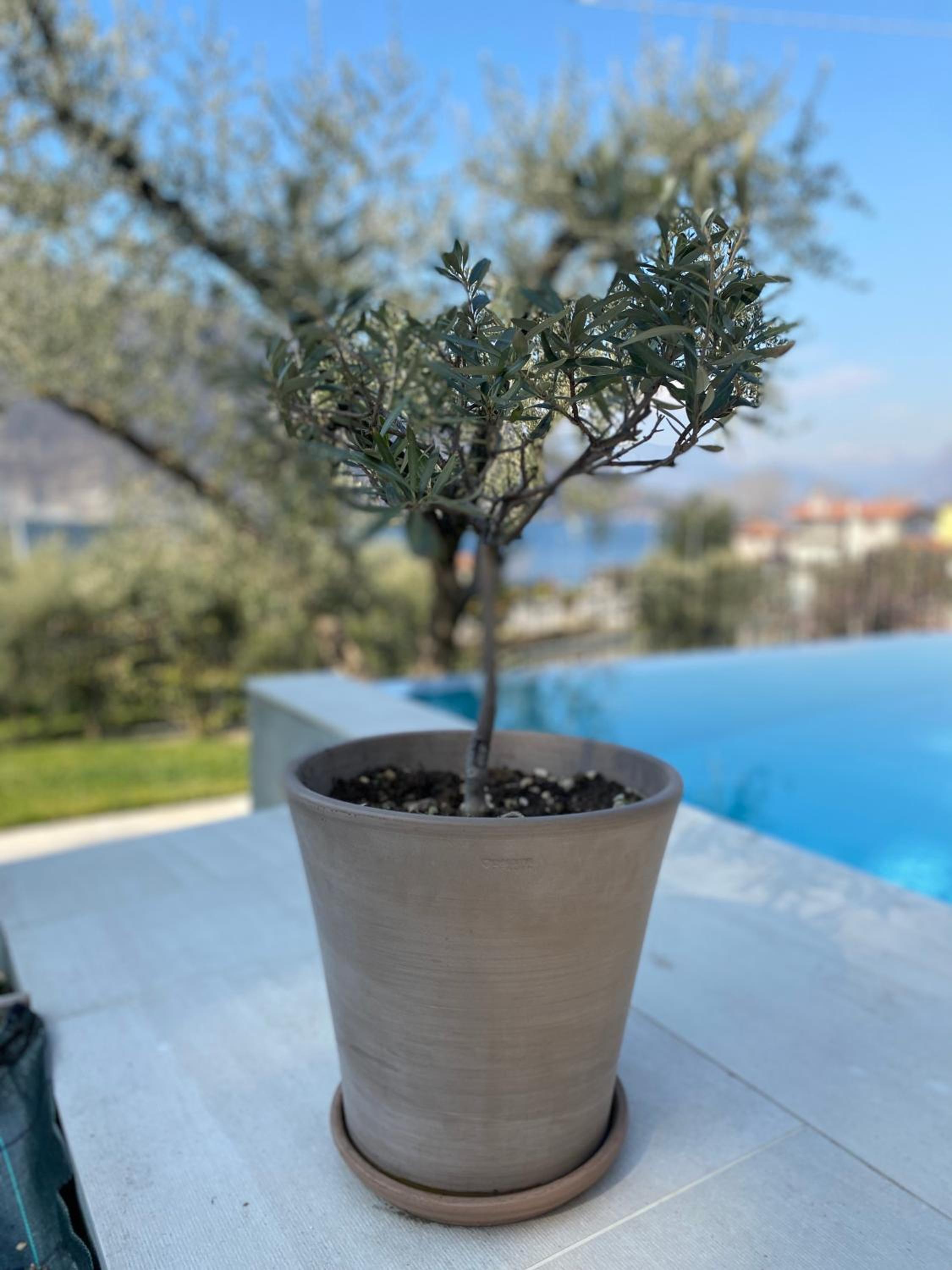Verdolivo