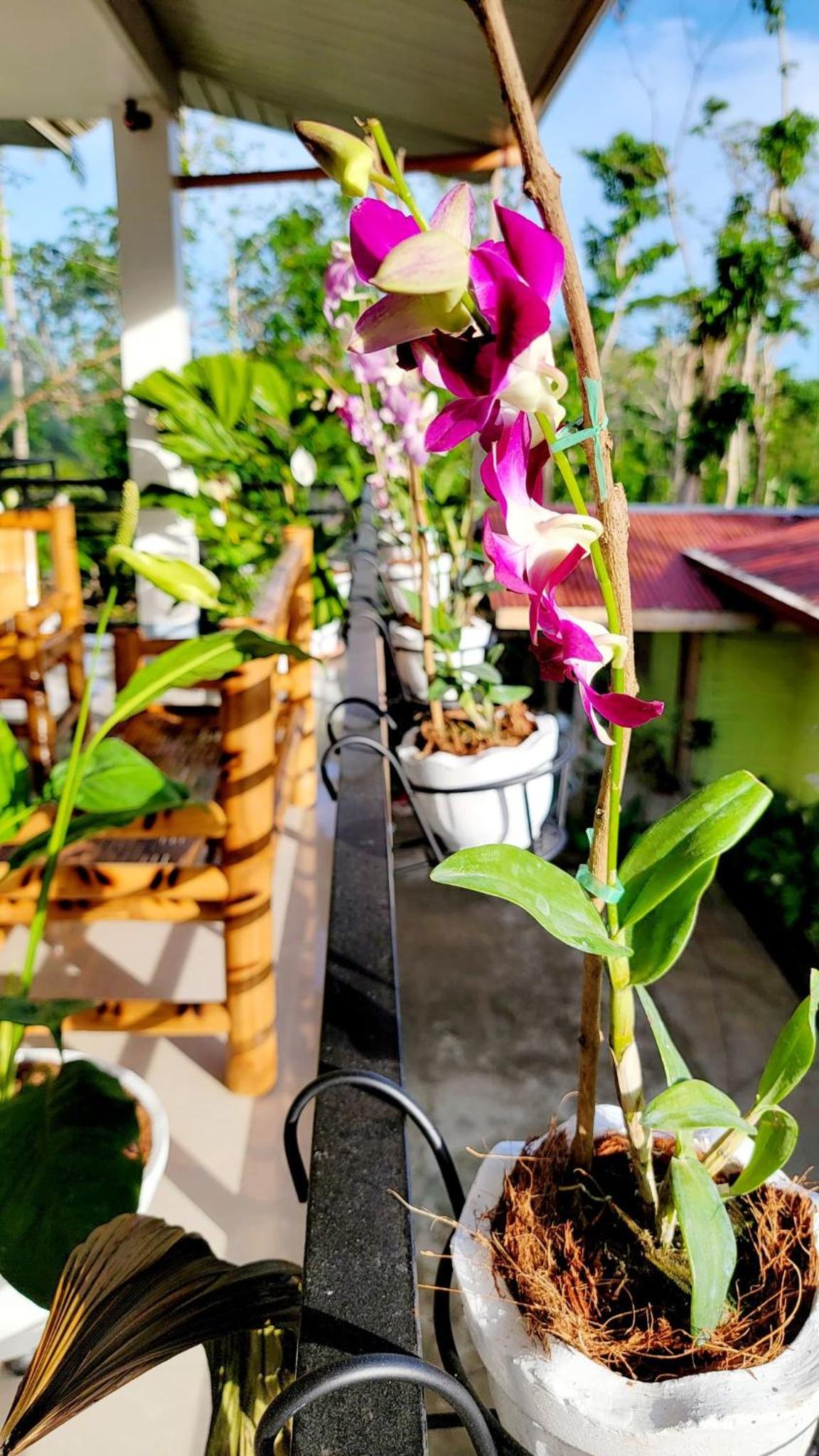 Matilde B&B - La Paz, Carmen view 5