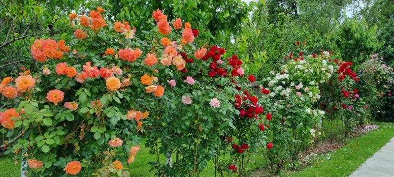 Photo 89