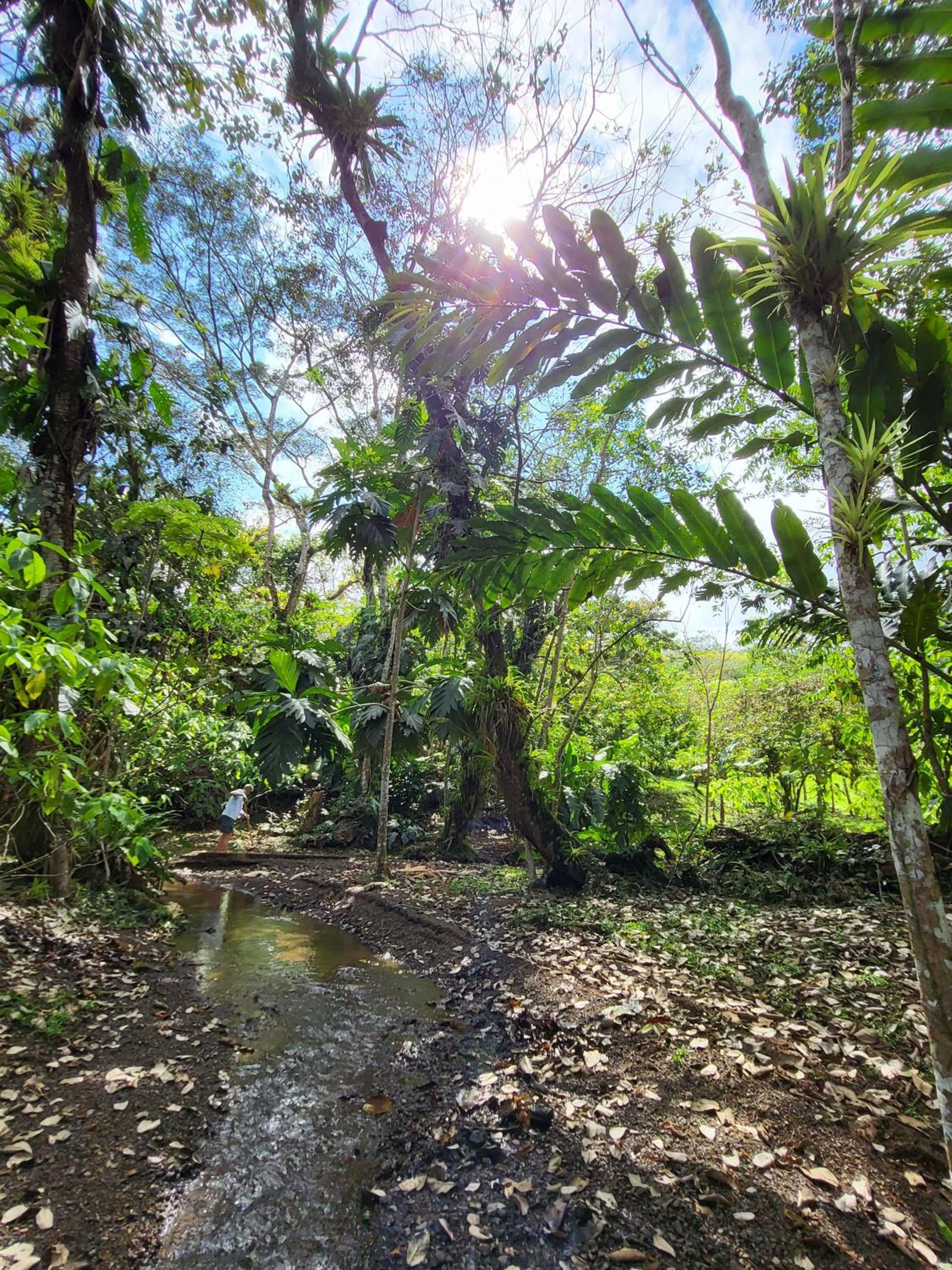 Jaco-Carara 3 bdrm surrounded by rainforest with private pool