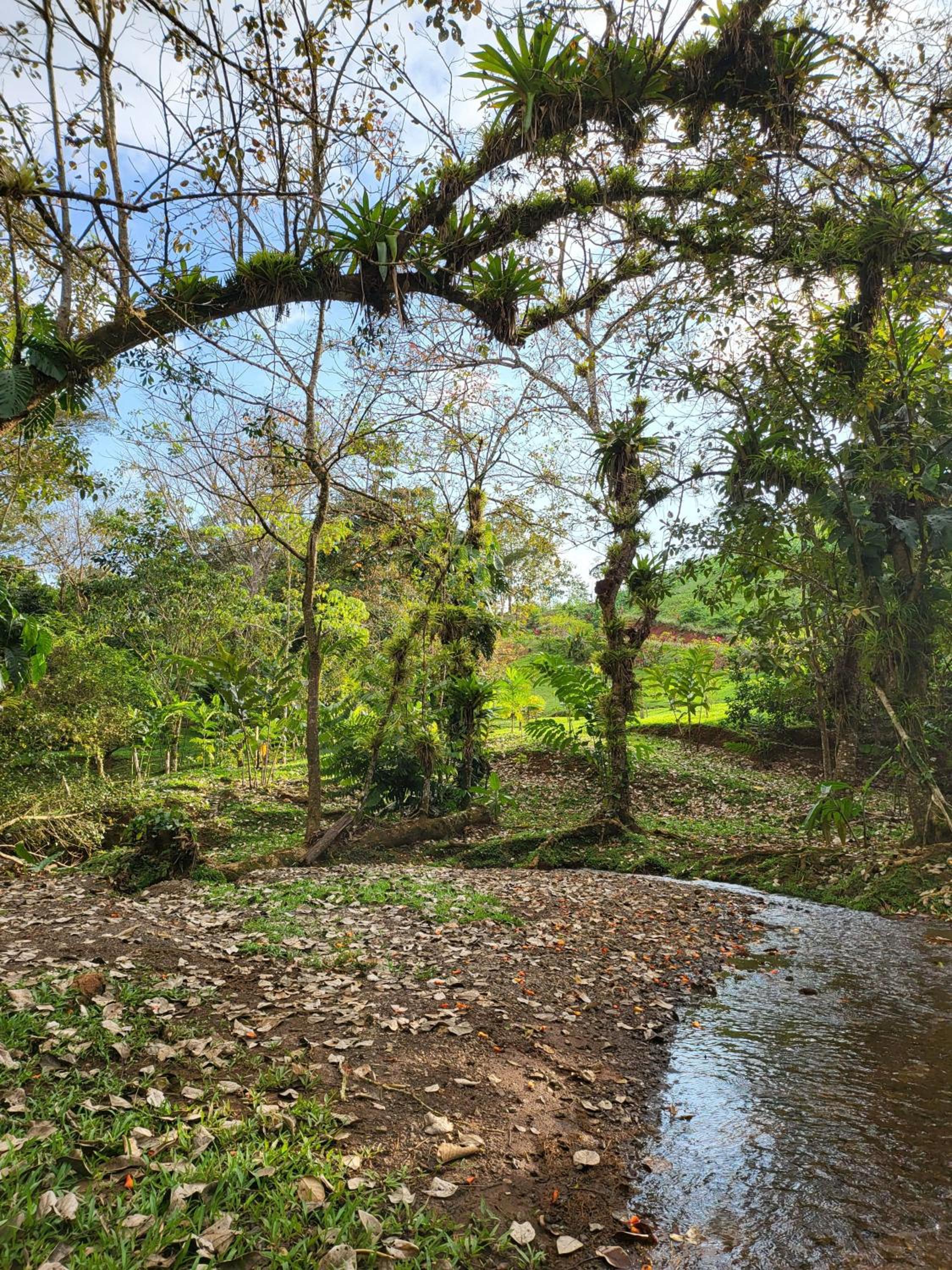 Jaco-Carara 3 bdrm surrounded by rainforest with private pool