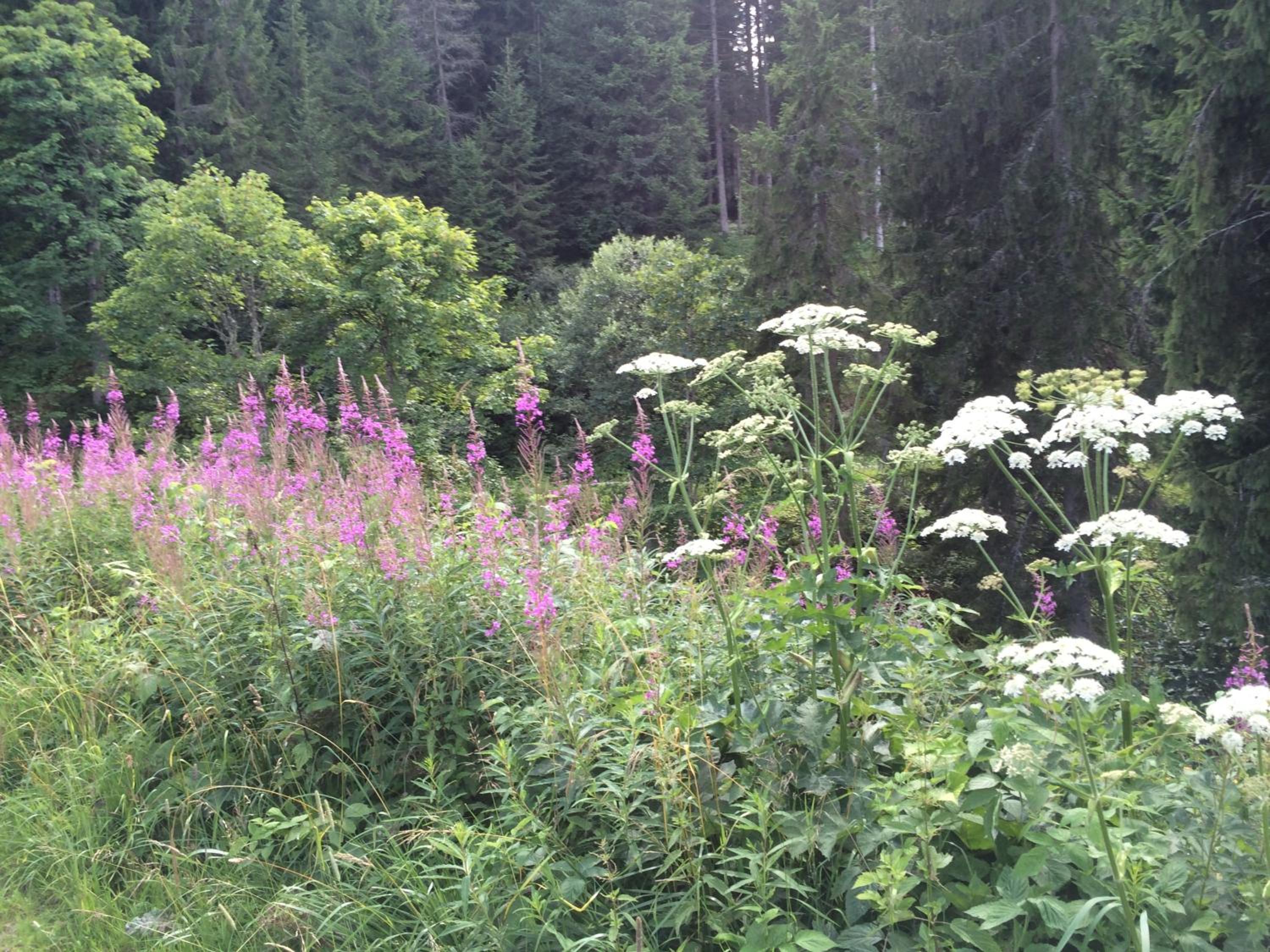 Photo 43