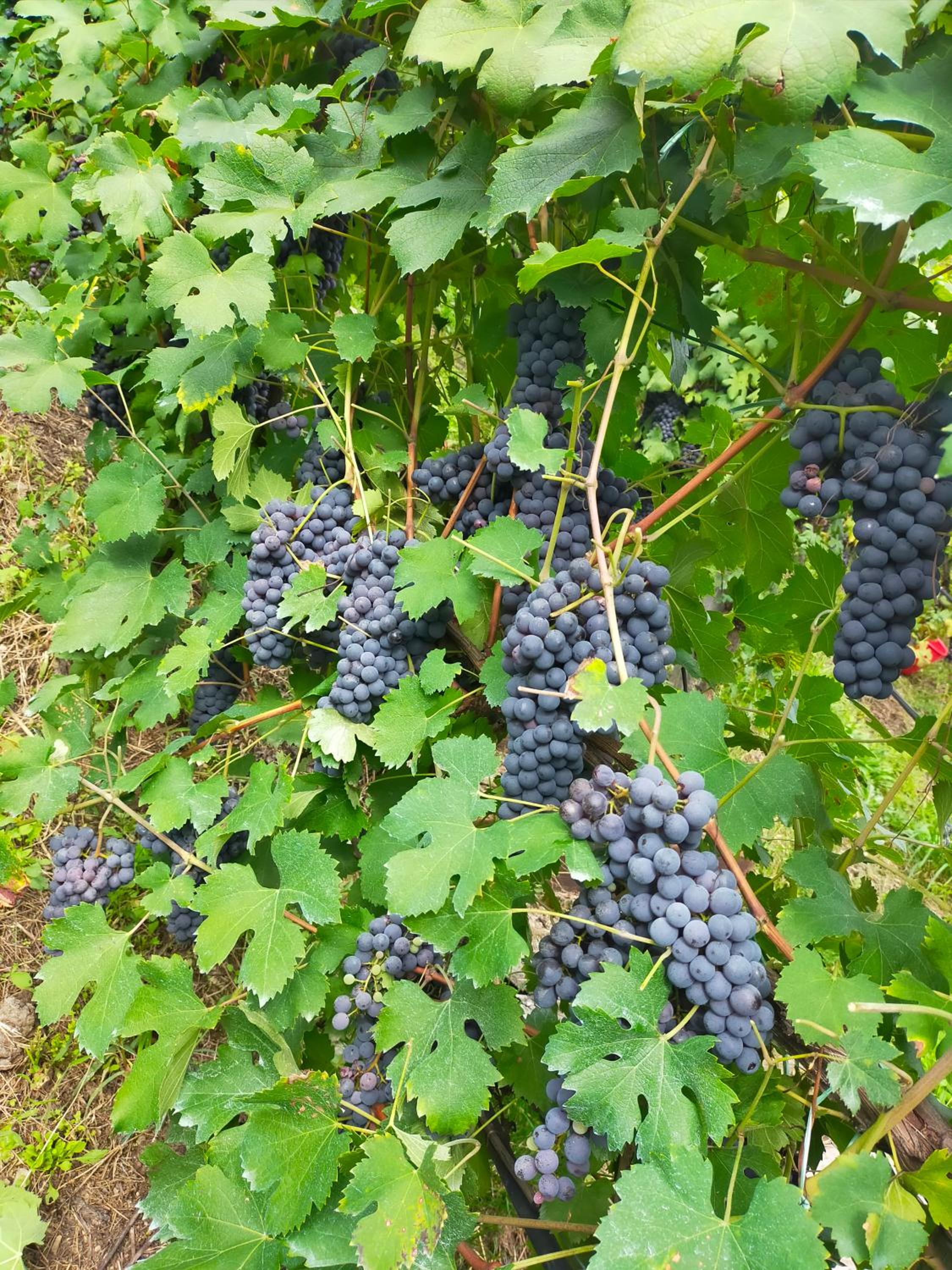 Photo 23