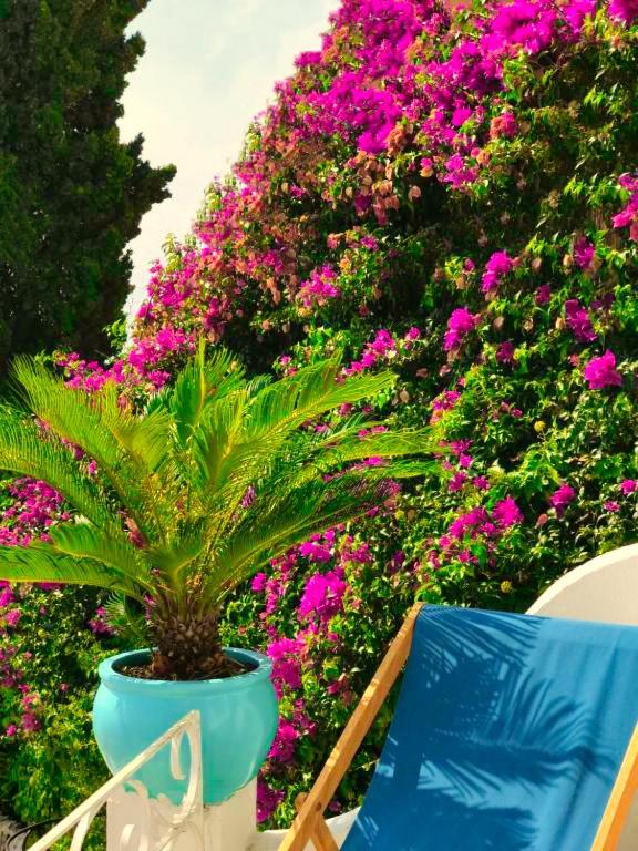 Les Lilas, photo 13