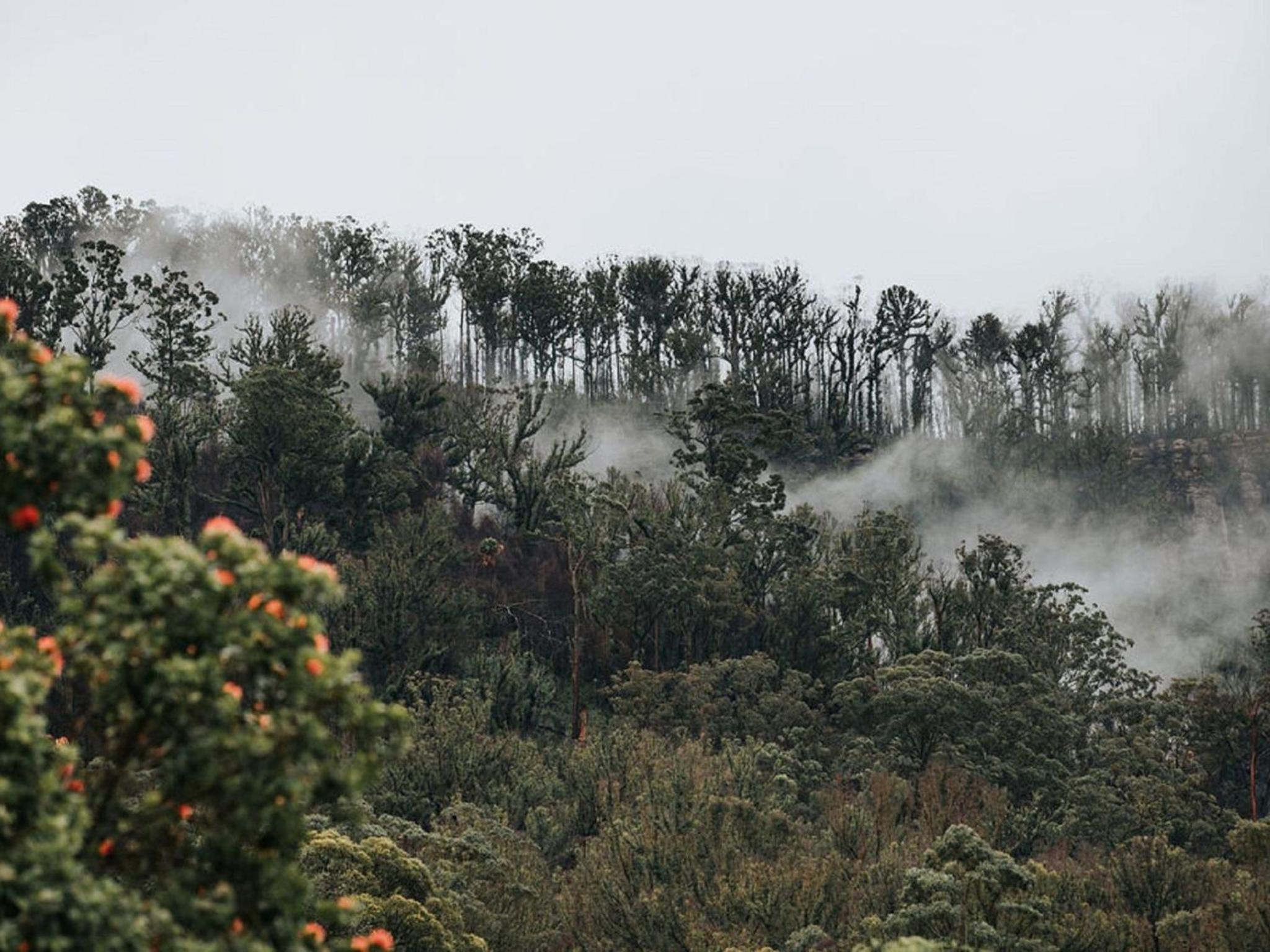 The Hamilton Kangaroo Valley