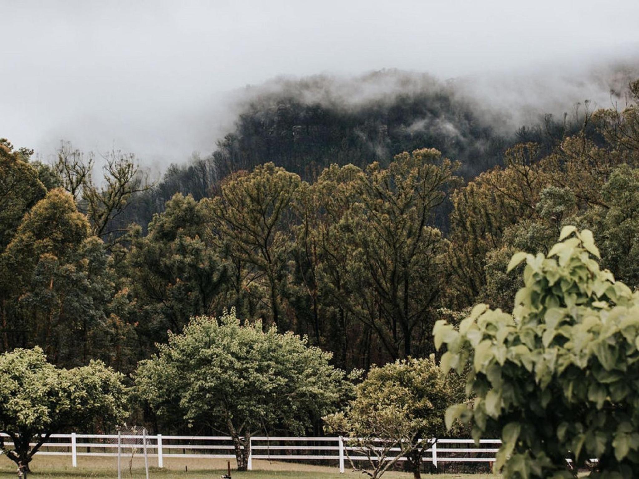 The Hamilton Kangaroo Valley