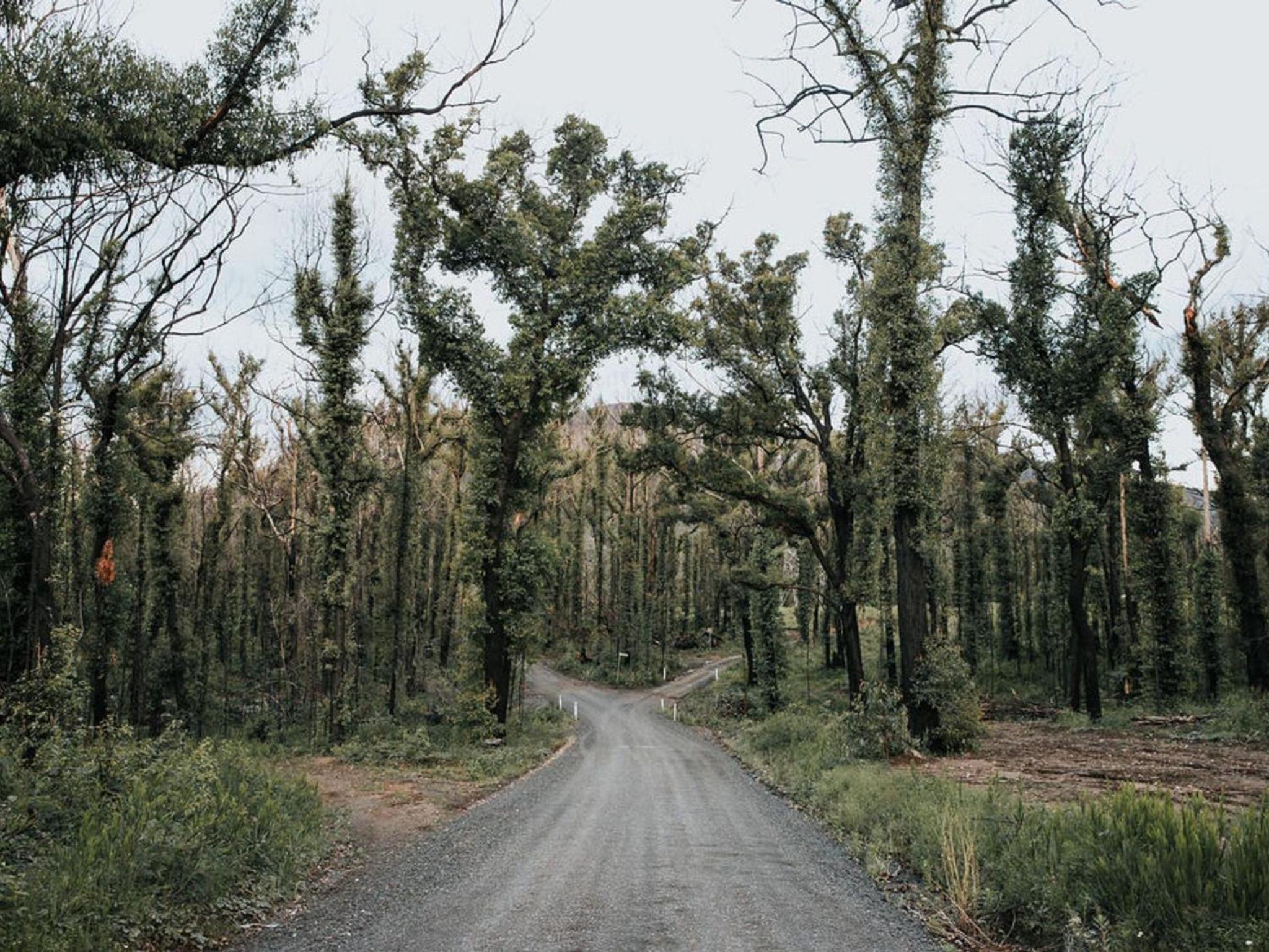 The Hamilton Kangaroo Valley
