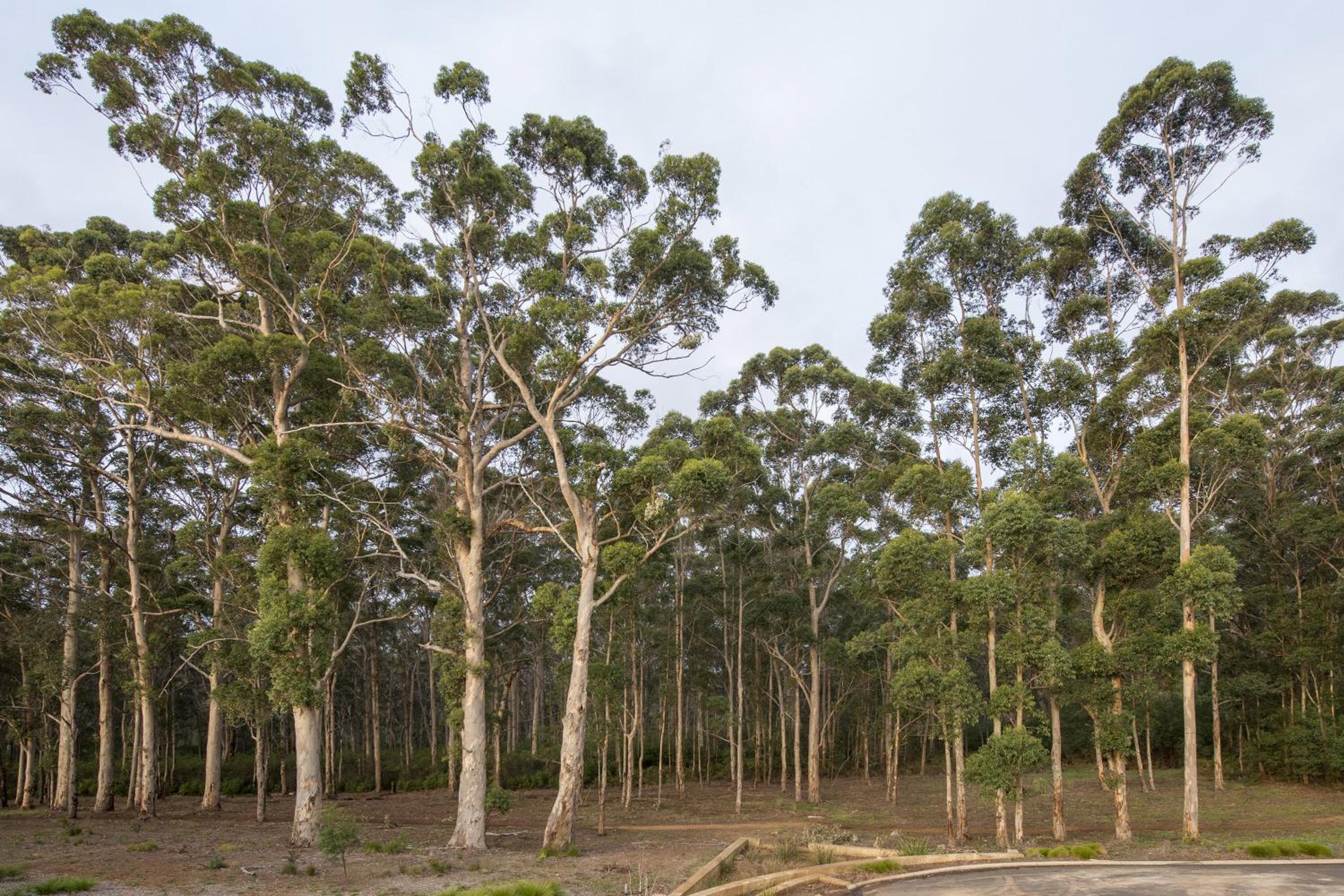 Forest Getaway - walk to Margaret River town - NEW