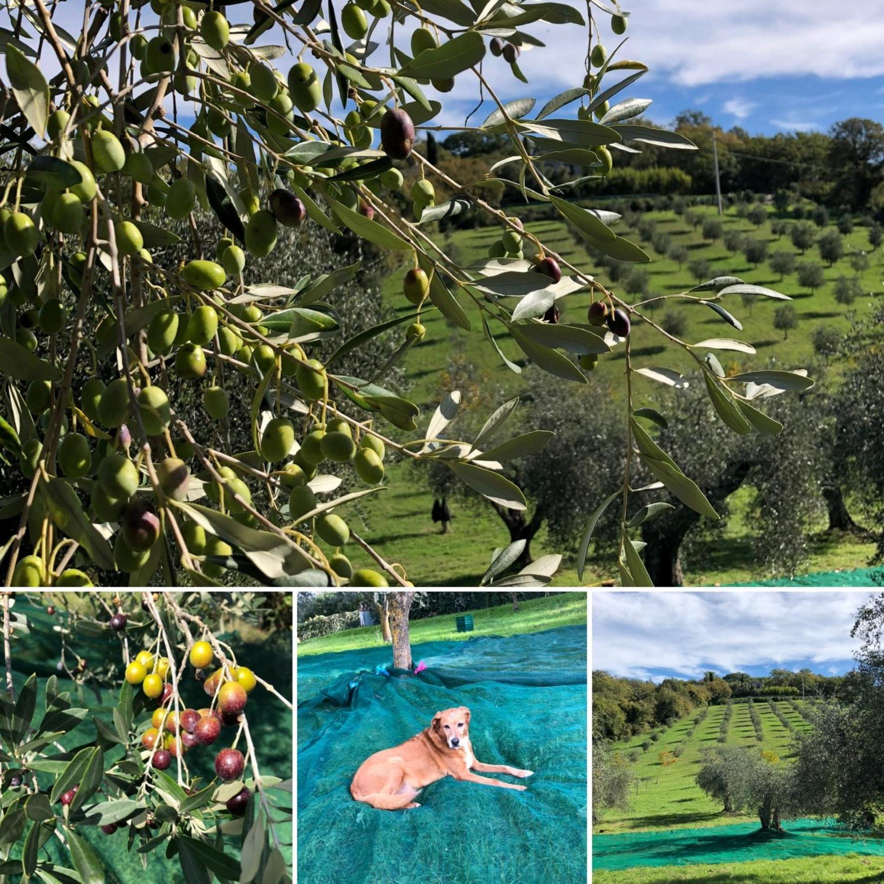 Agriturismo Poggio del Drago