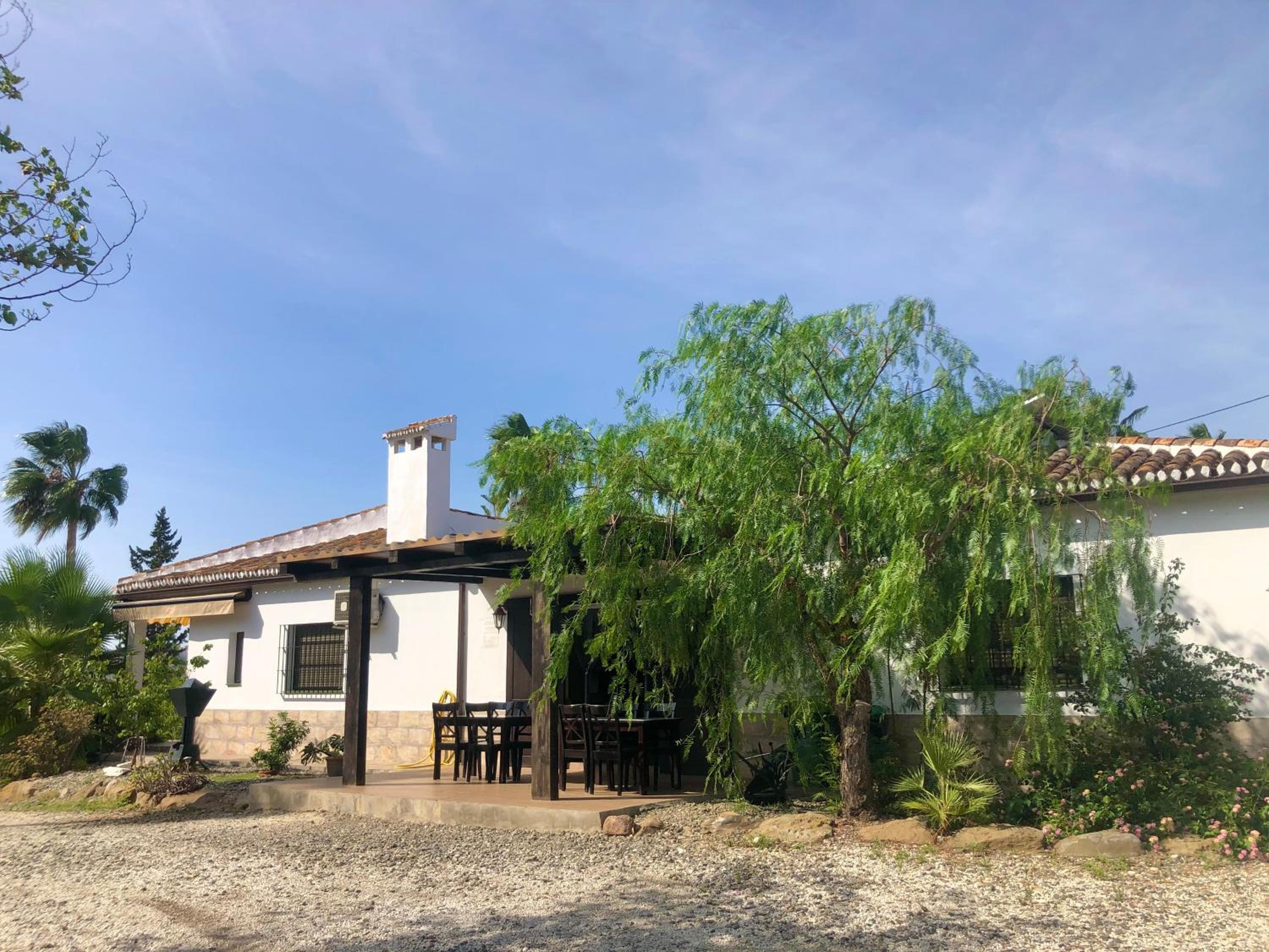 LAS PALMERAS photo 2