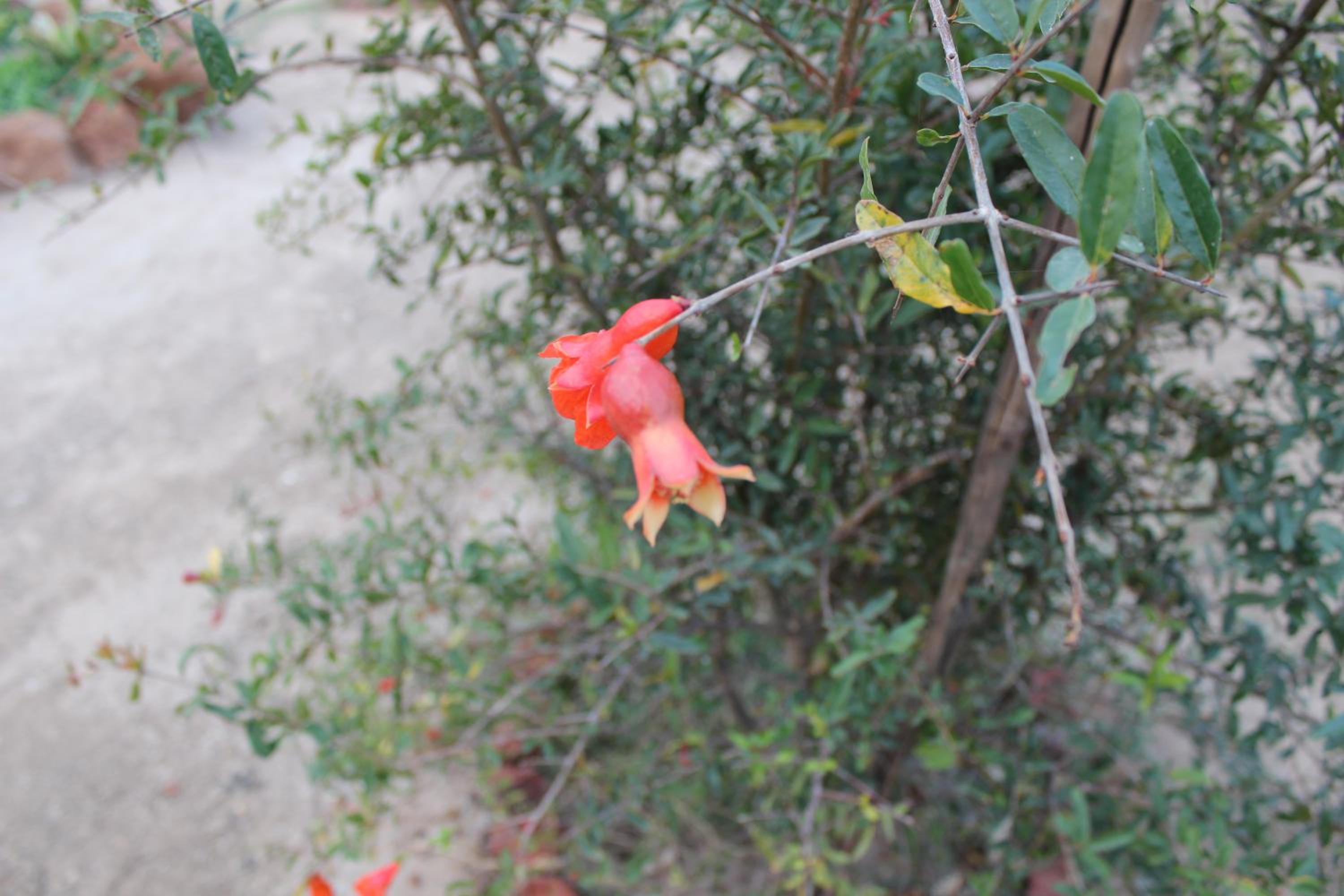 Photo 41