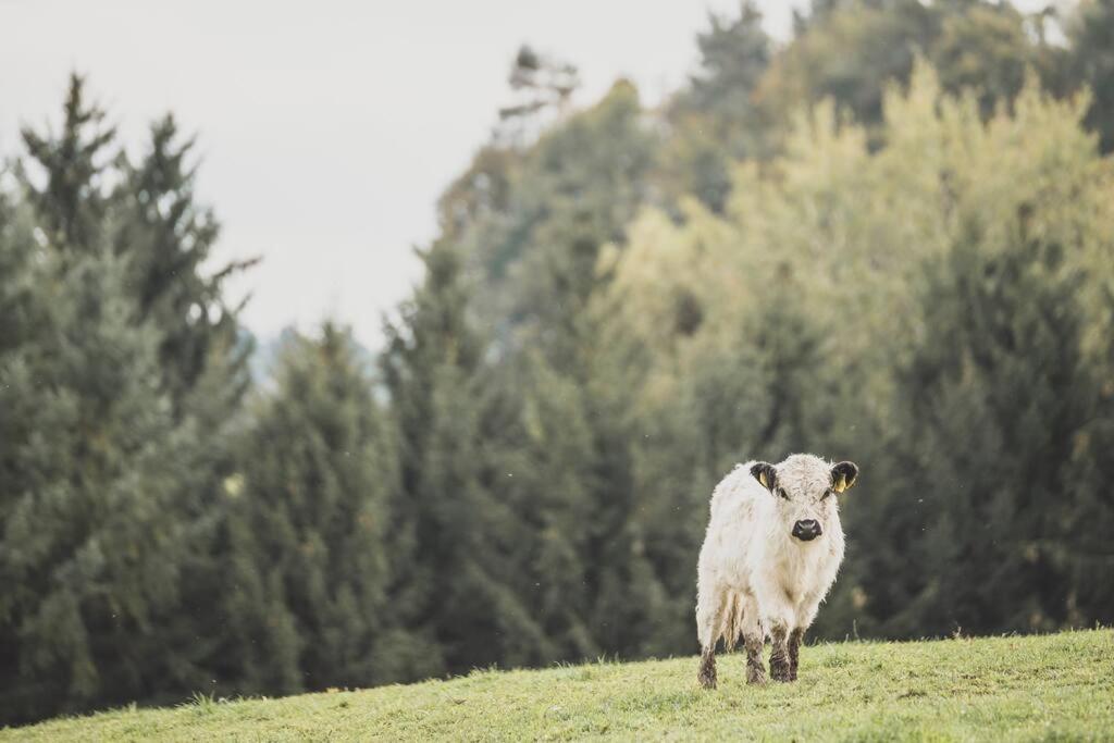Garnecker Galloways