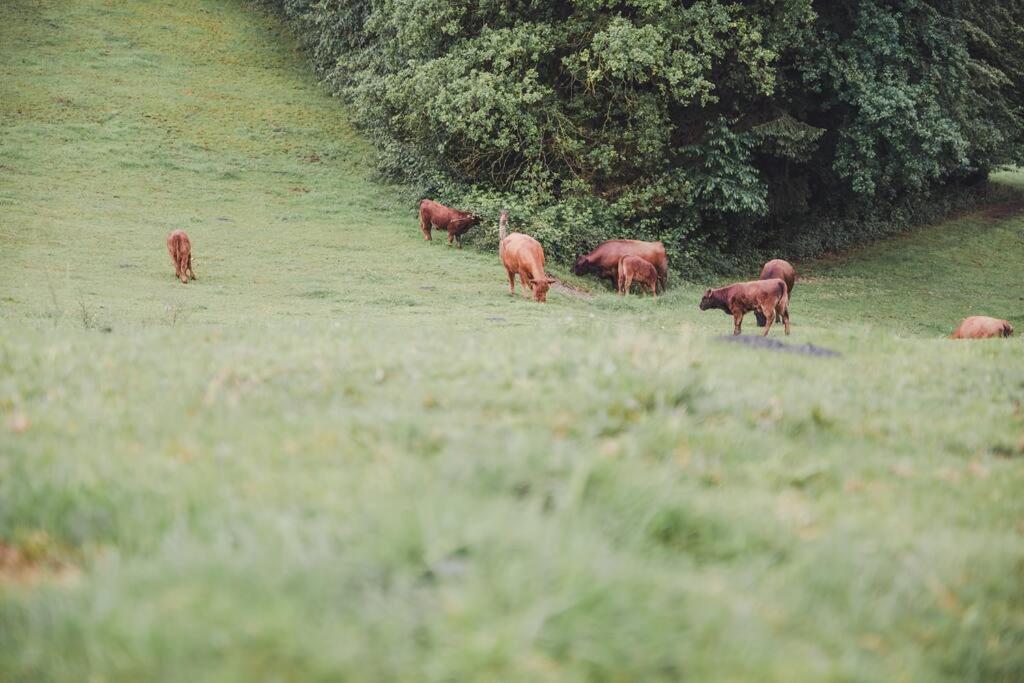 Garnecker Galloways