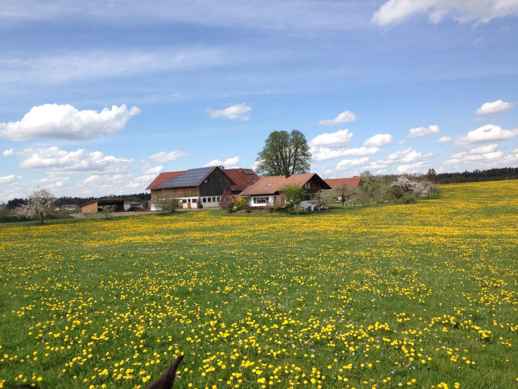 Mockenhof