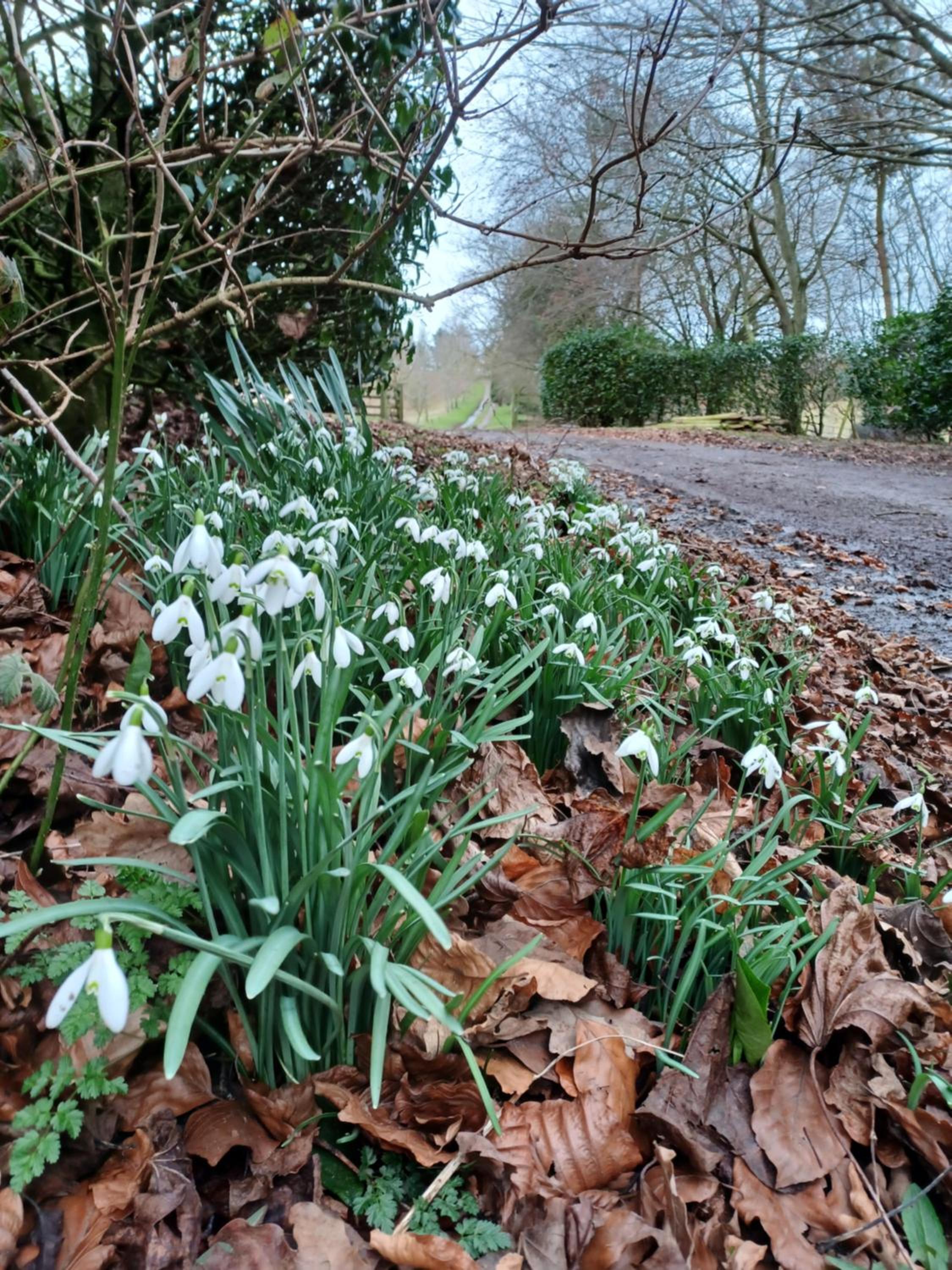 Stowe Fields