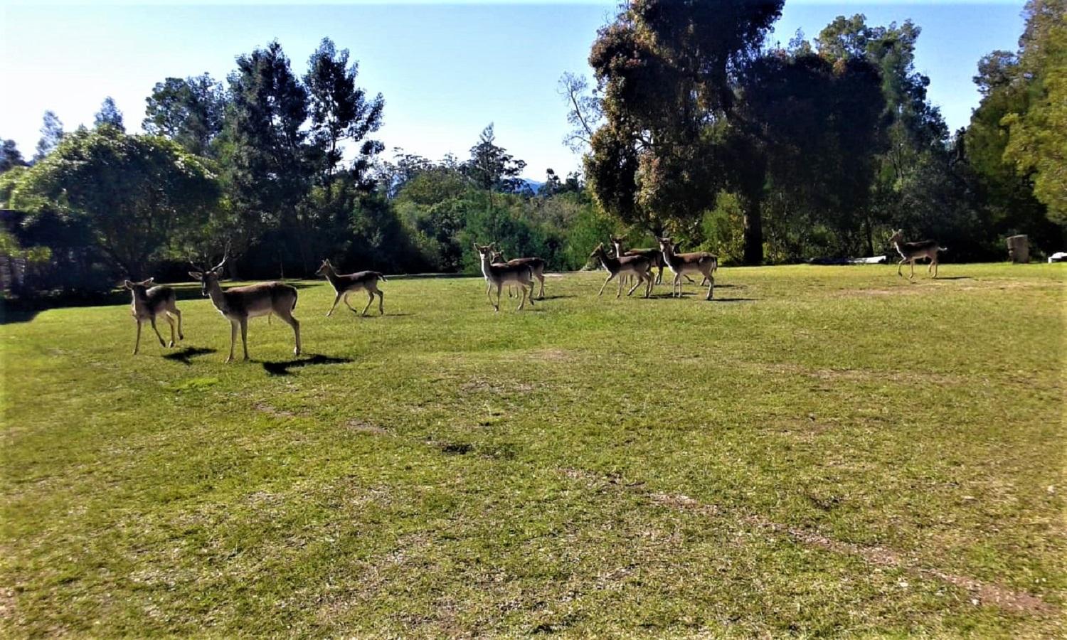 Green Hills Forest Lodge