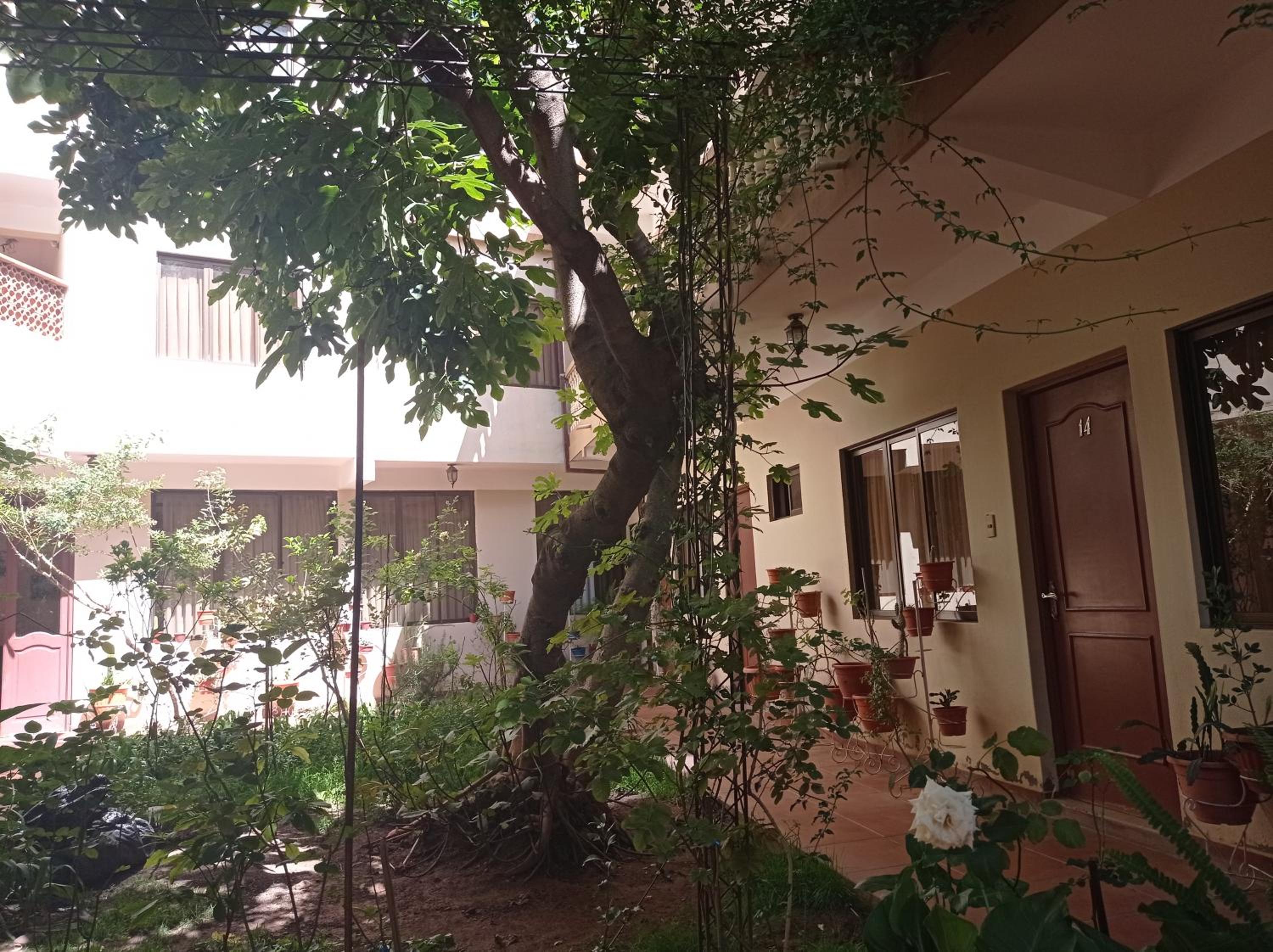 garden