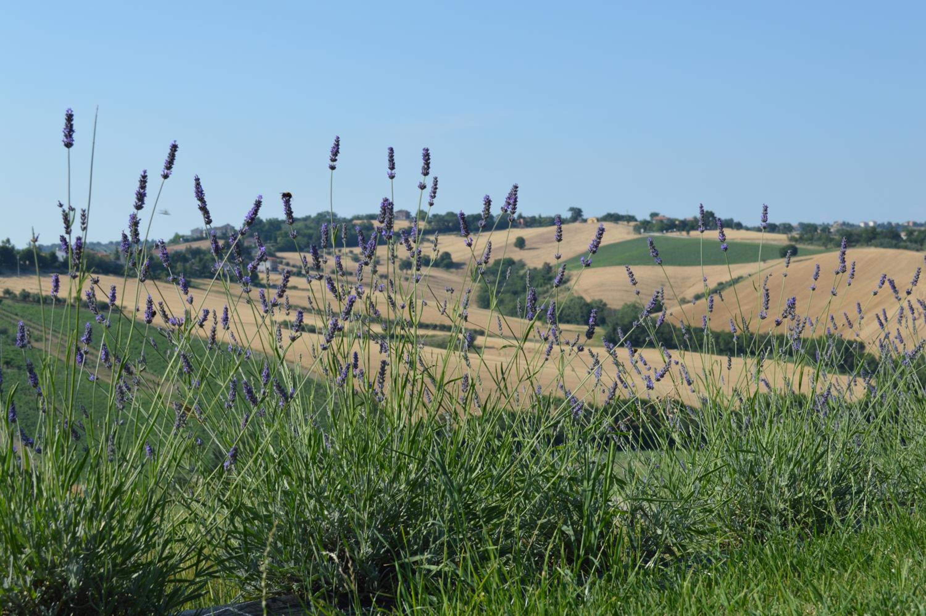 Agriturismo Tenuta Belvedere