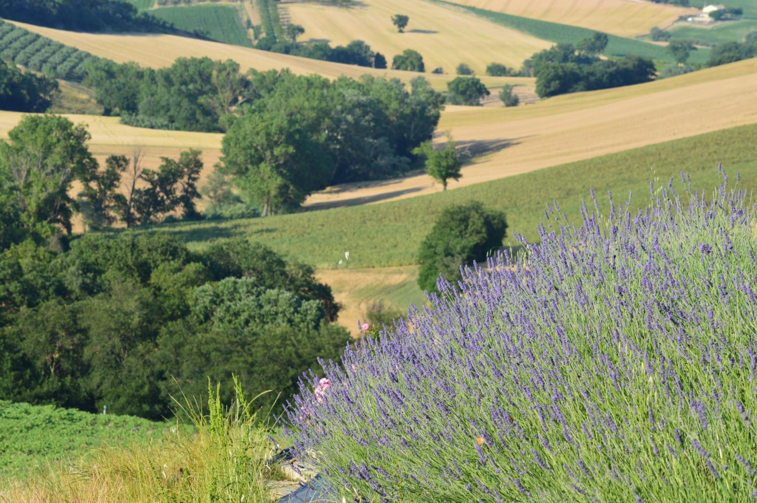 Agriturismo Tenuta Belvedere