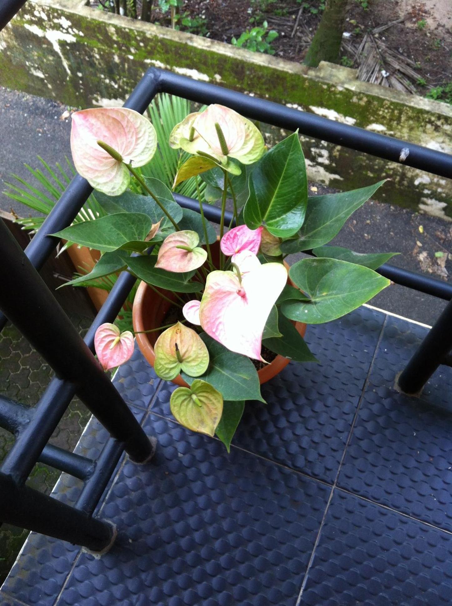 Photo 25