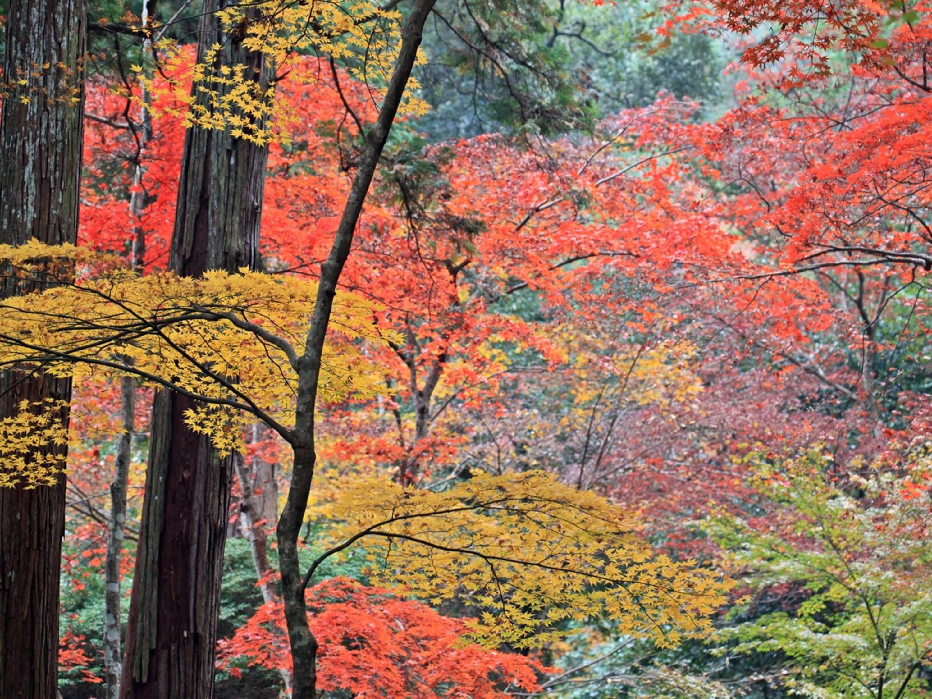 Toramaru Ryokan