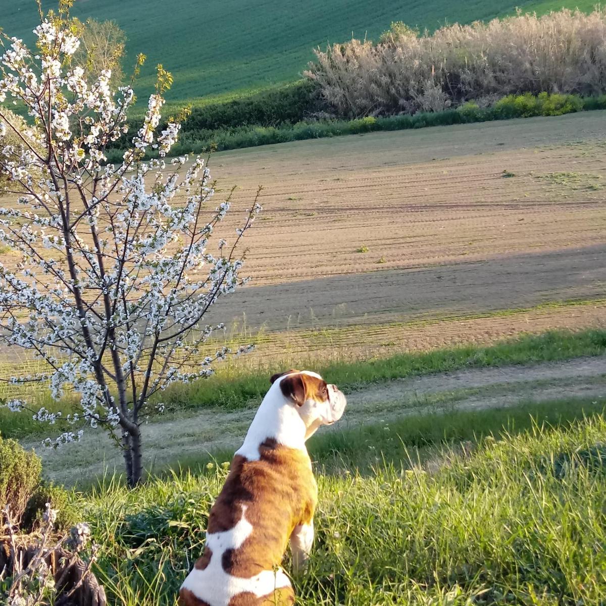 Agriturismo Il Gelso Antico