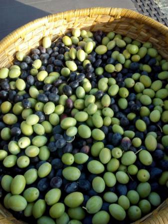 Agriturismo Il Gelso Antico