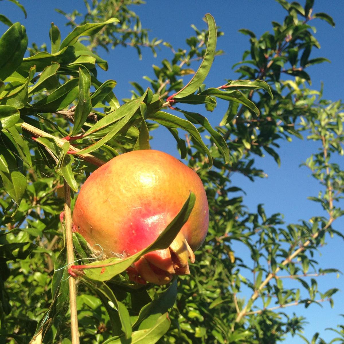 Agriturismo Il Gelso Antico