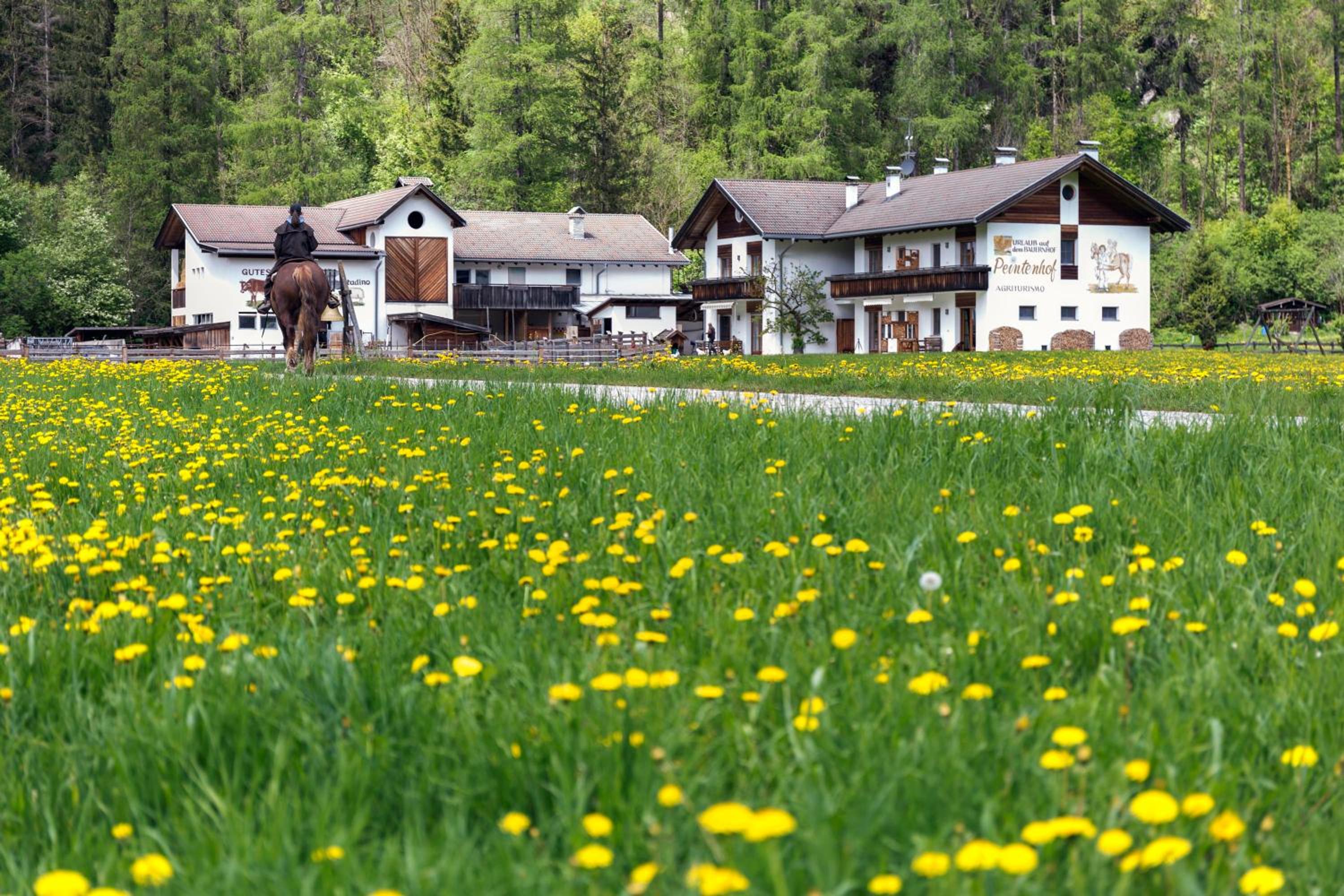 Peintenhof Typ A