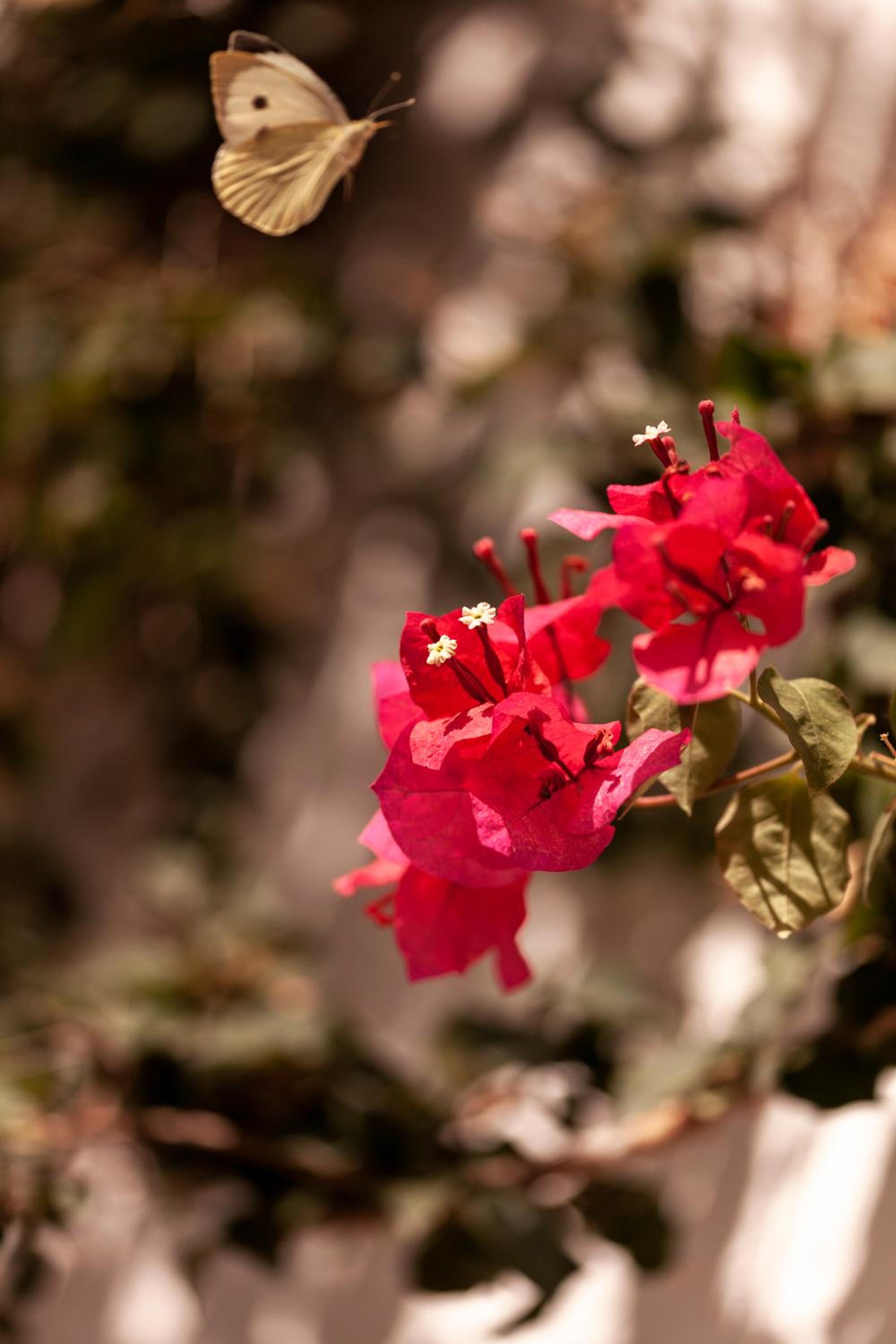 Photo 44