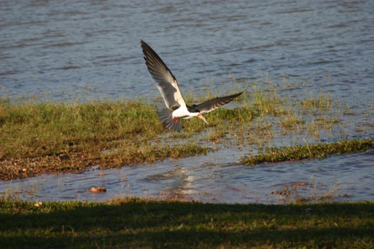 Photo 64