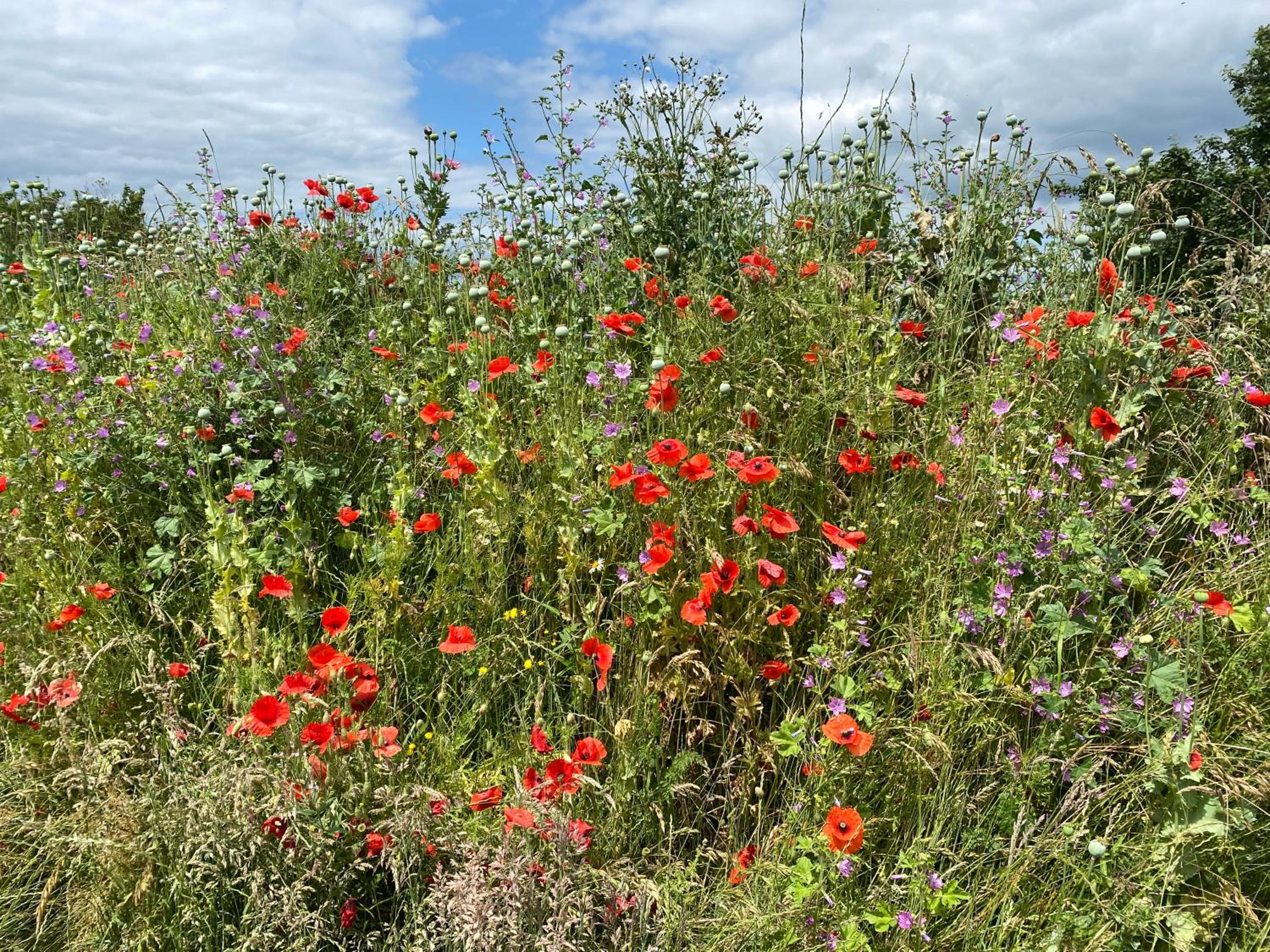 Photo 42
