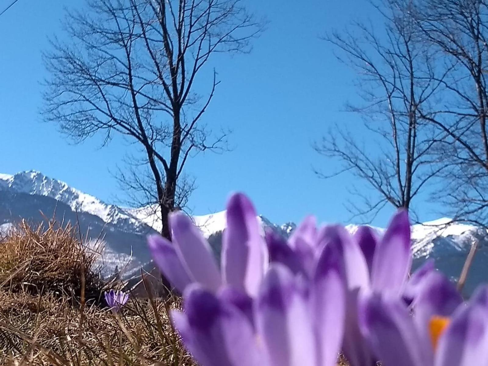 Apartament Akuratny Zakopane view 5
