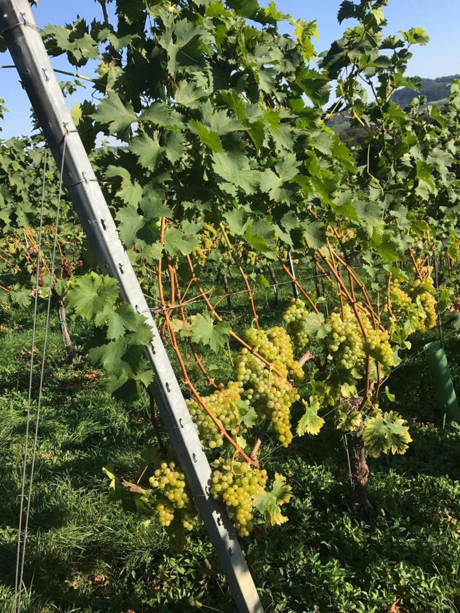 Landpension Gschwantner