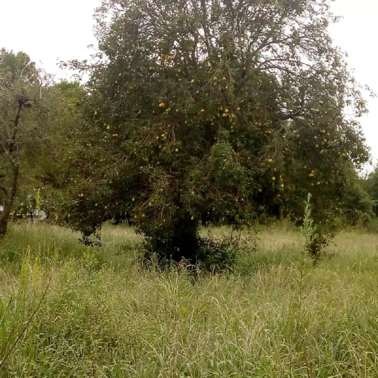 Chacra Mandala