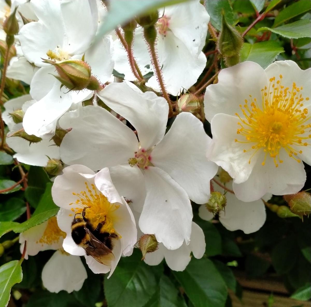 Photo 15