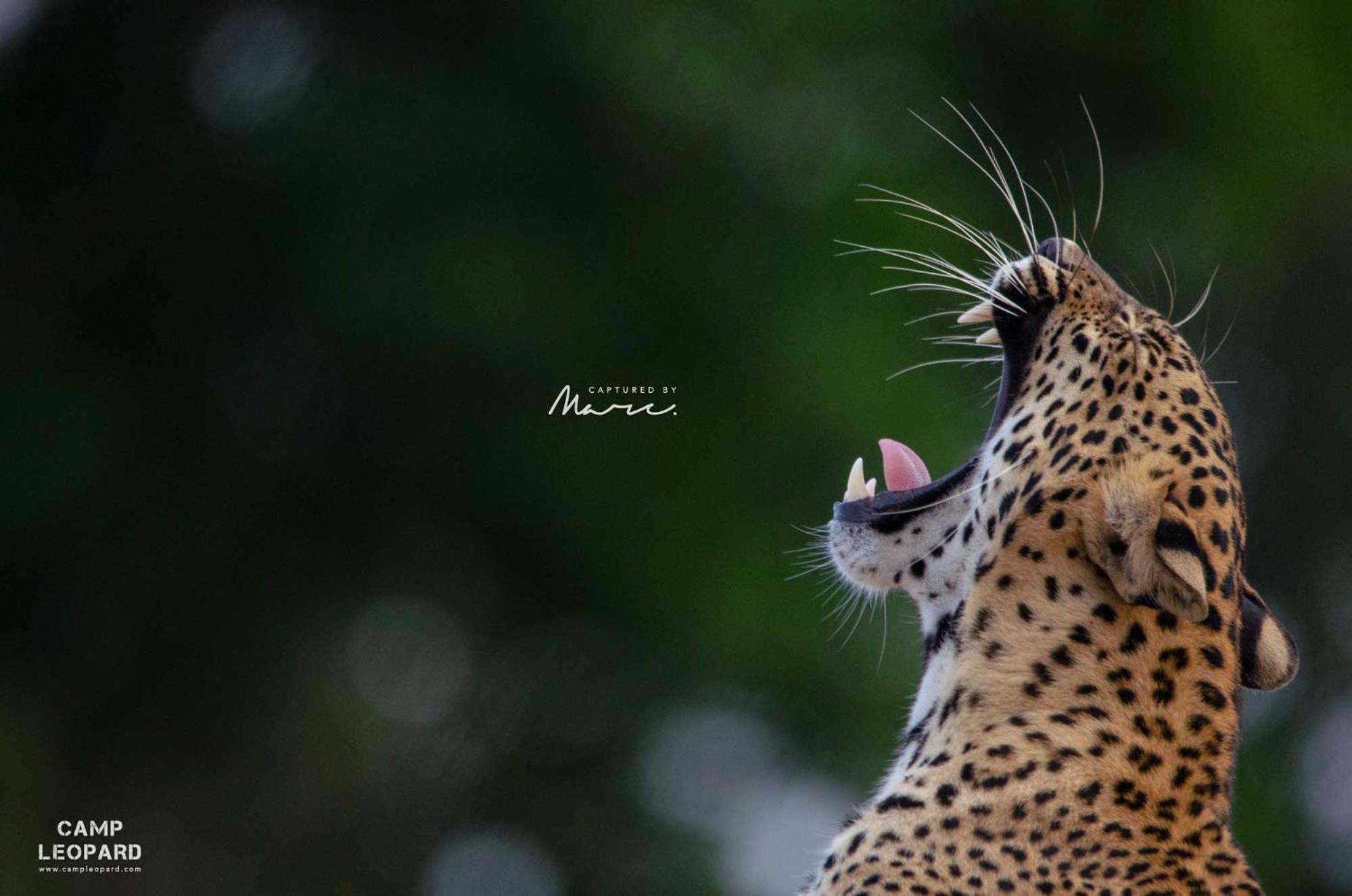 Camp Leopard - Yala Safari Glamping