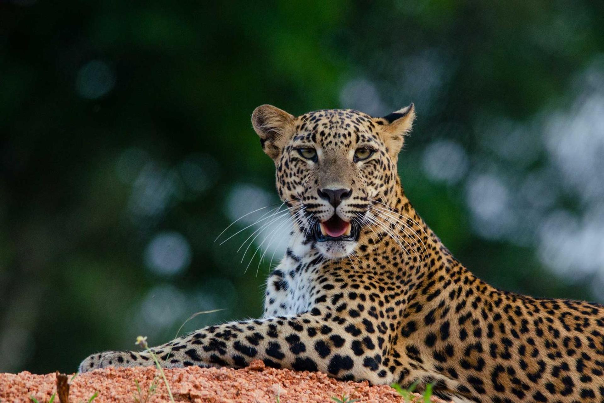 Camp Leopard - Yala Safari Glamping