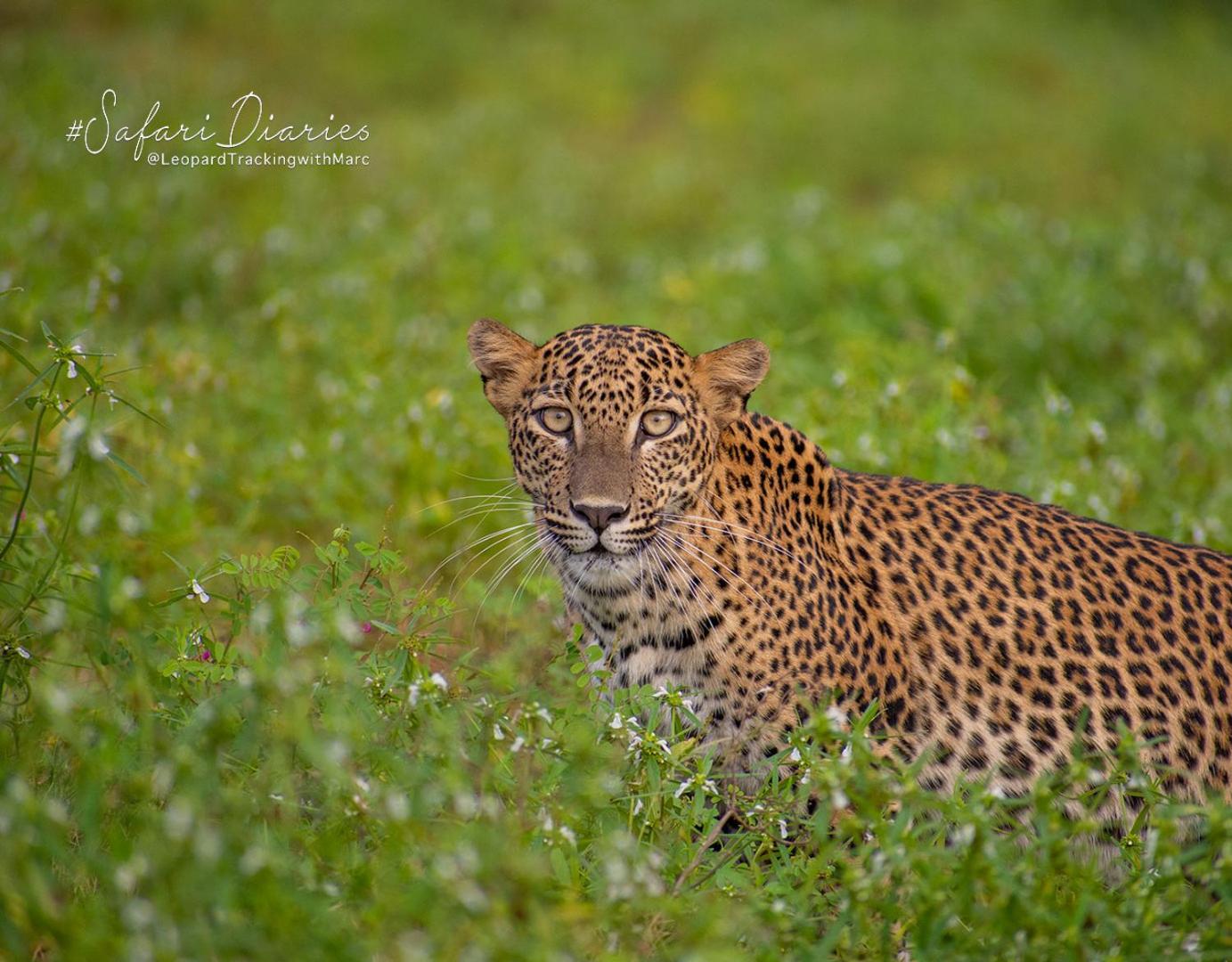 Camp Leopard - Yala Safari Glamping