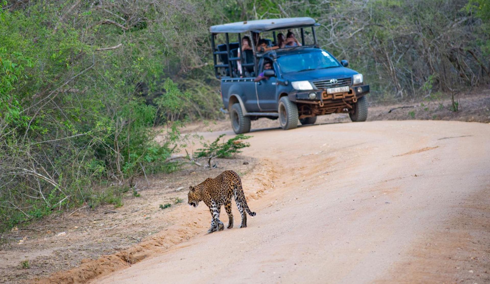 Camp Leopard - Yala Safari Glamping