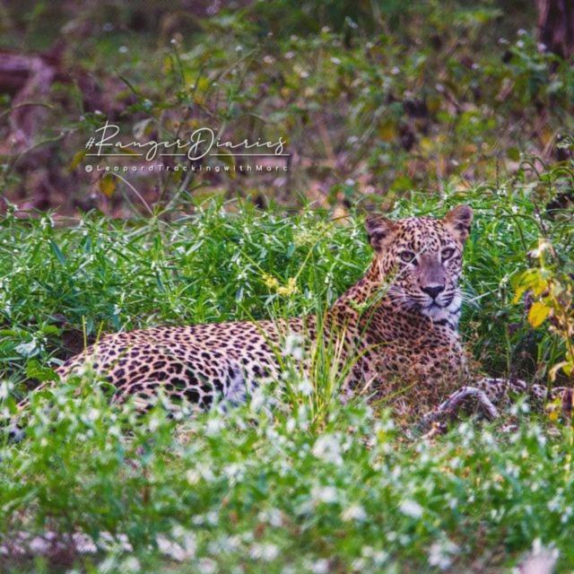 Camp Leopard - Yala Safari Glamping