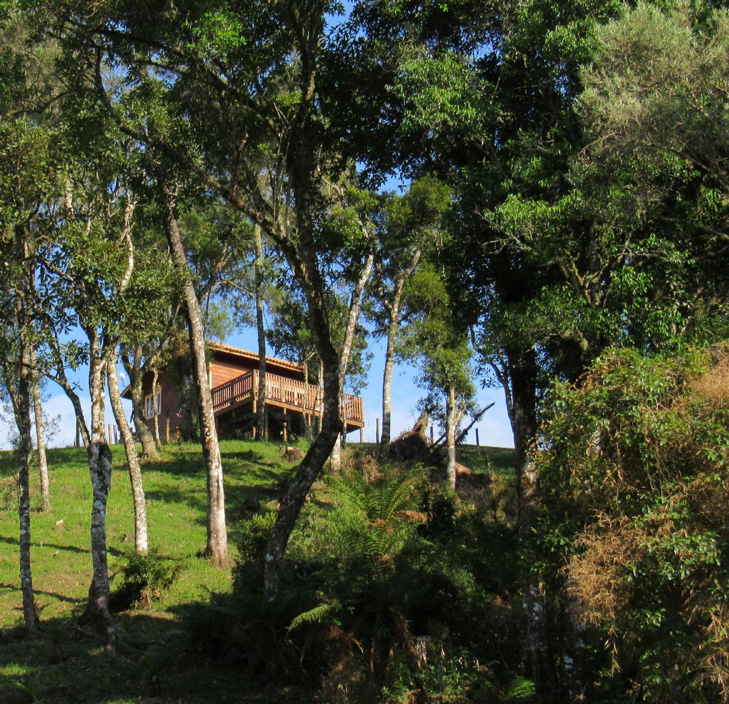 Cabana Leão Baio