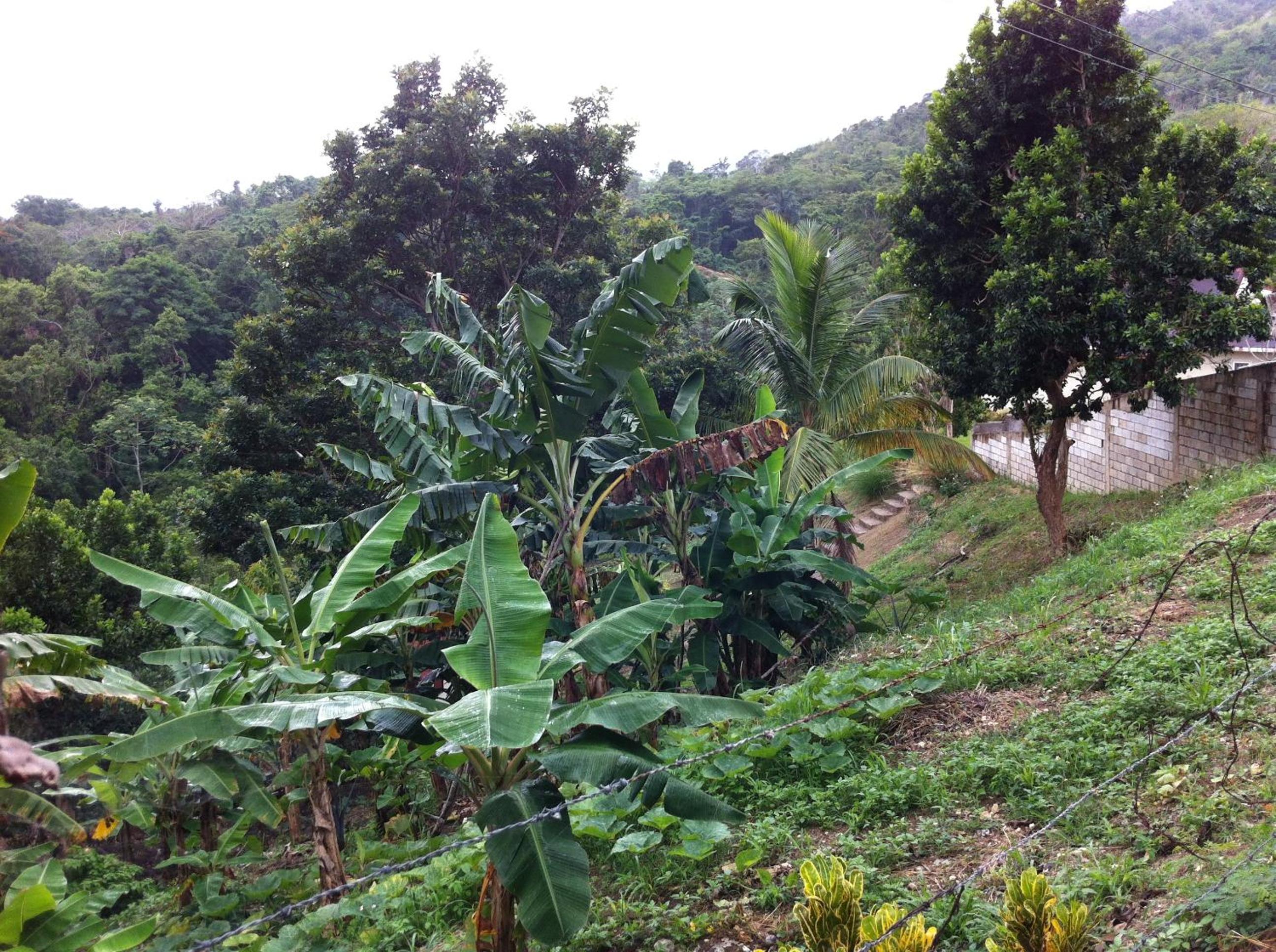 Teresinajamaica