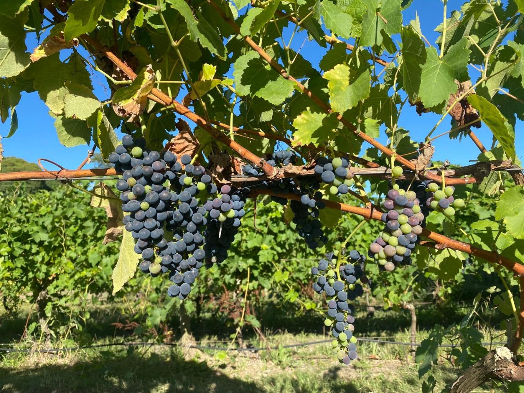 De'Vine Escape