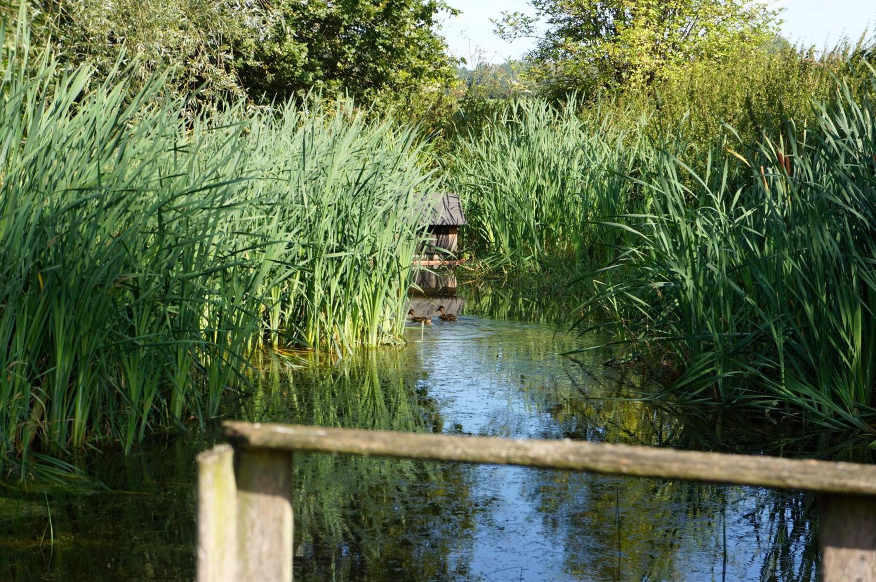 Photo 45