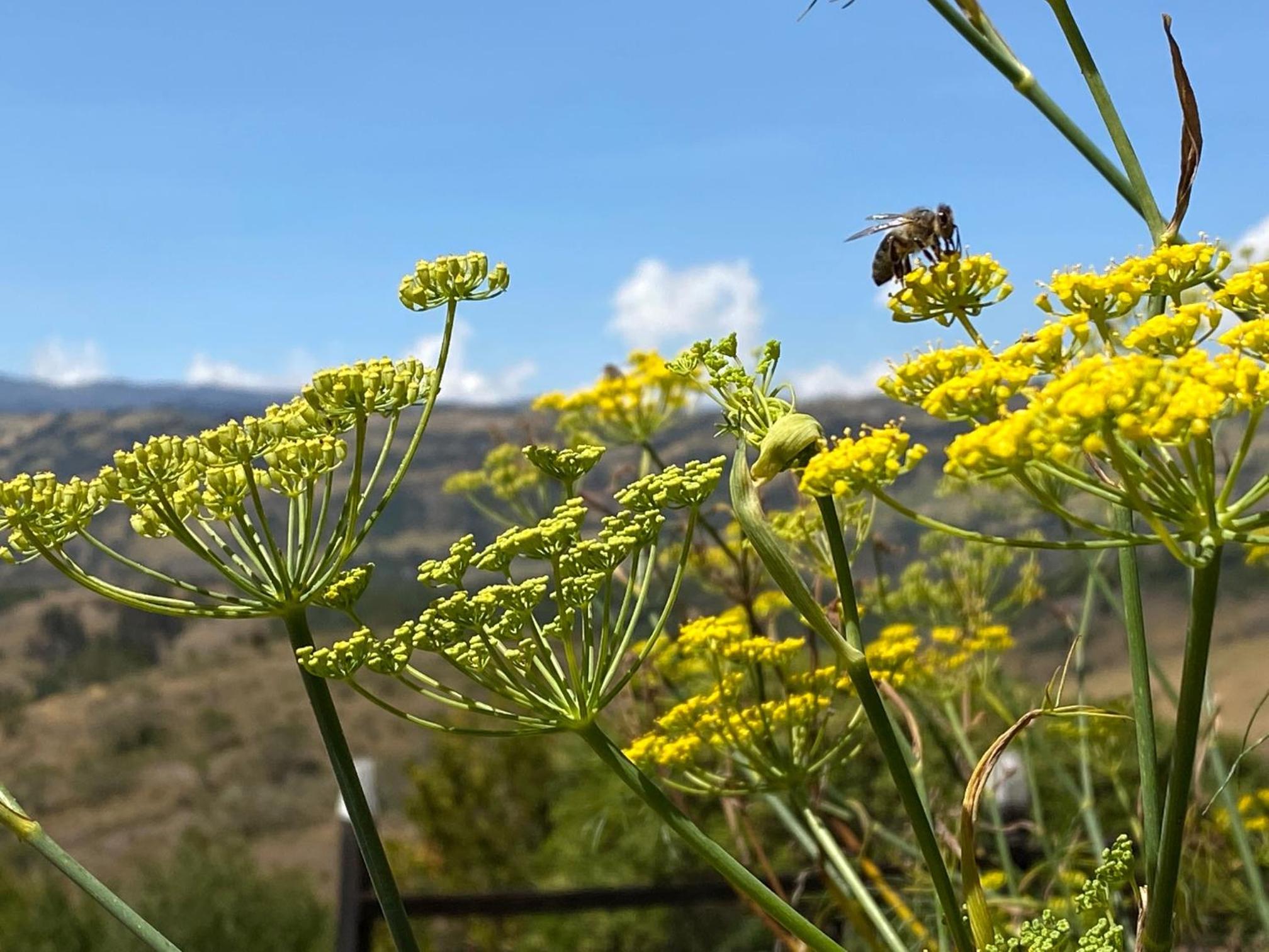Casa Aposentos - Finca Camino al Cielo