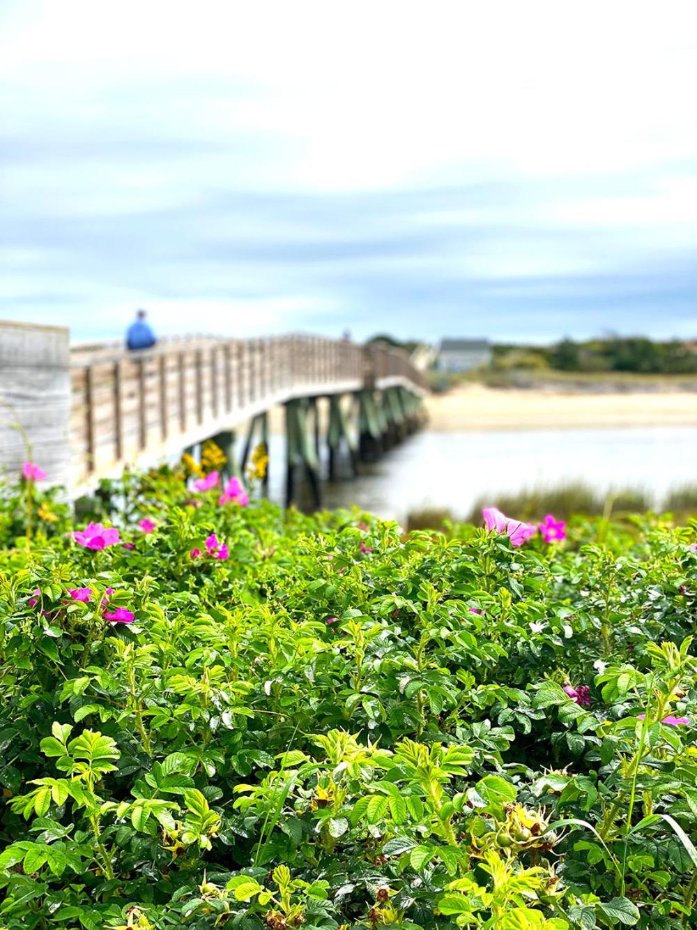 Ocean Acres Ogunquit