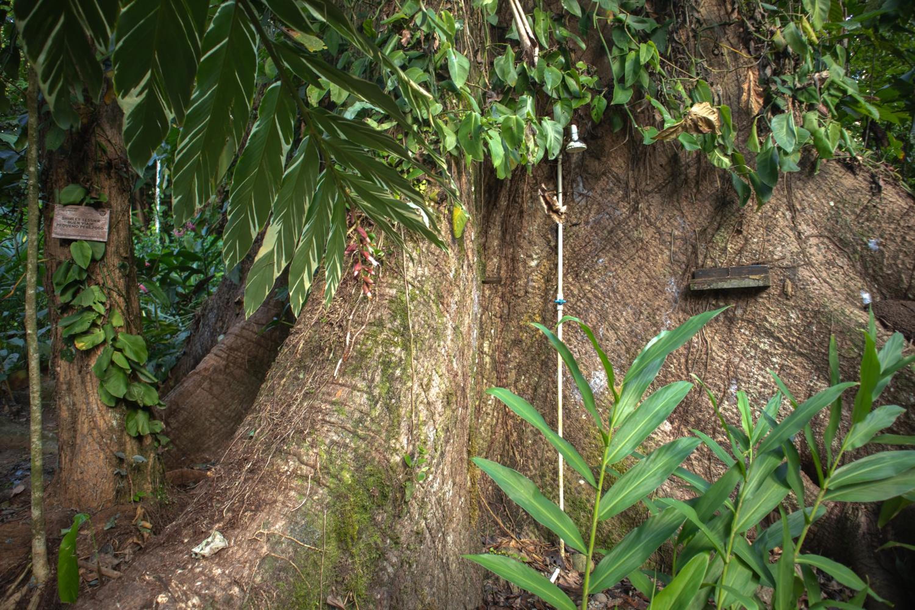 Hotel Boutique The Green Jungle House