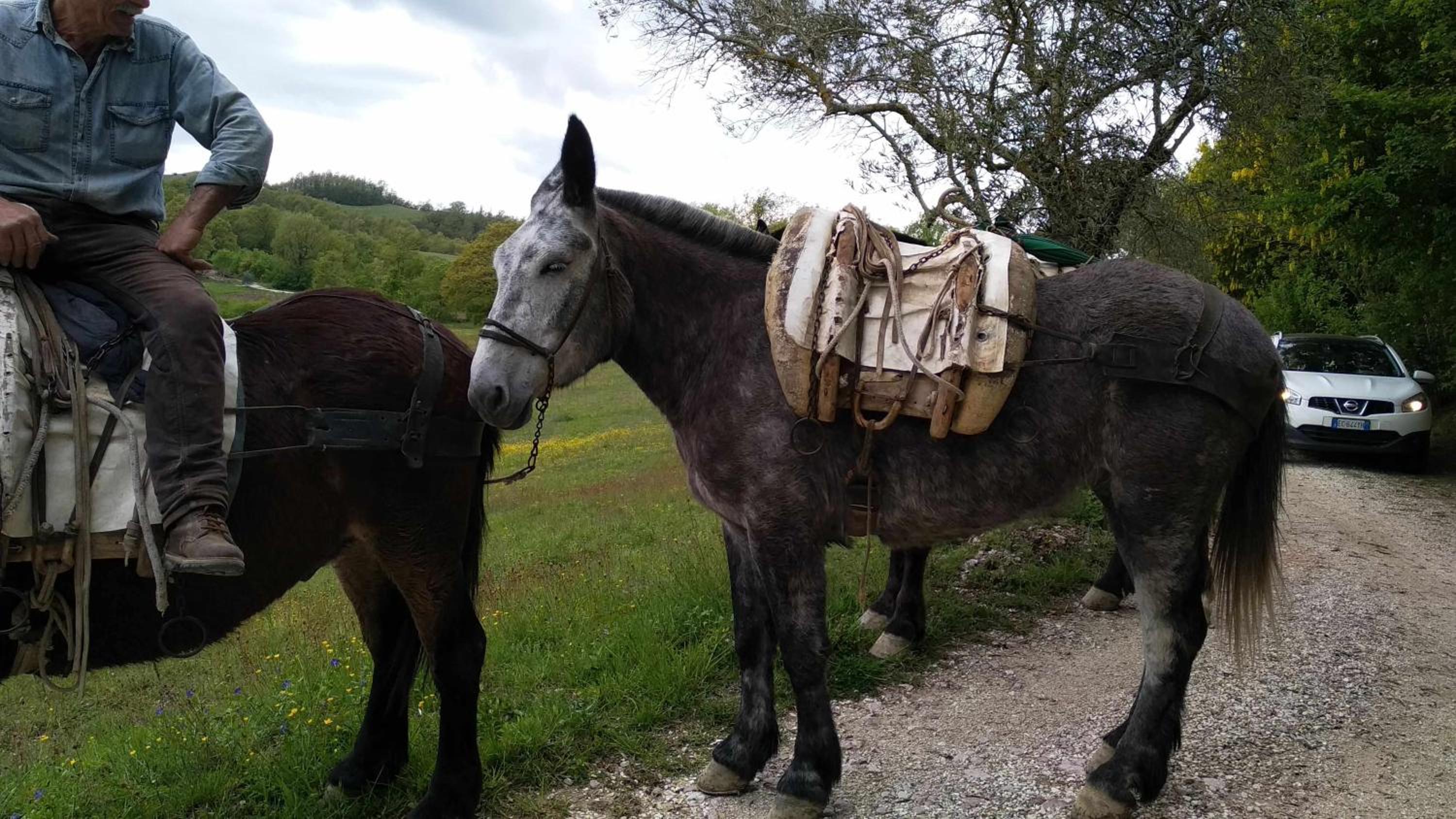 Agriturismo Montesalce